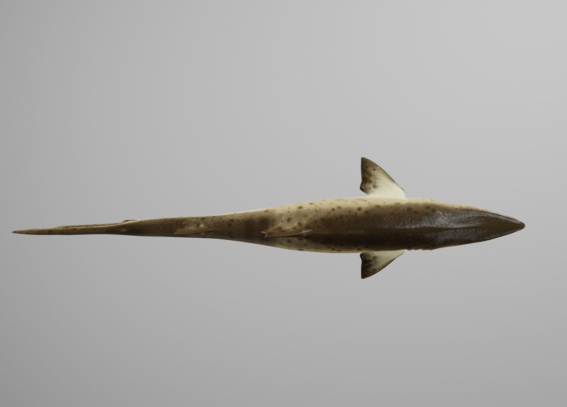 Sand Tiger Shark Low-poly 3D model_10