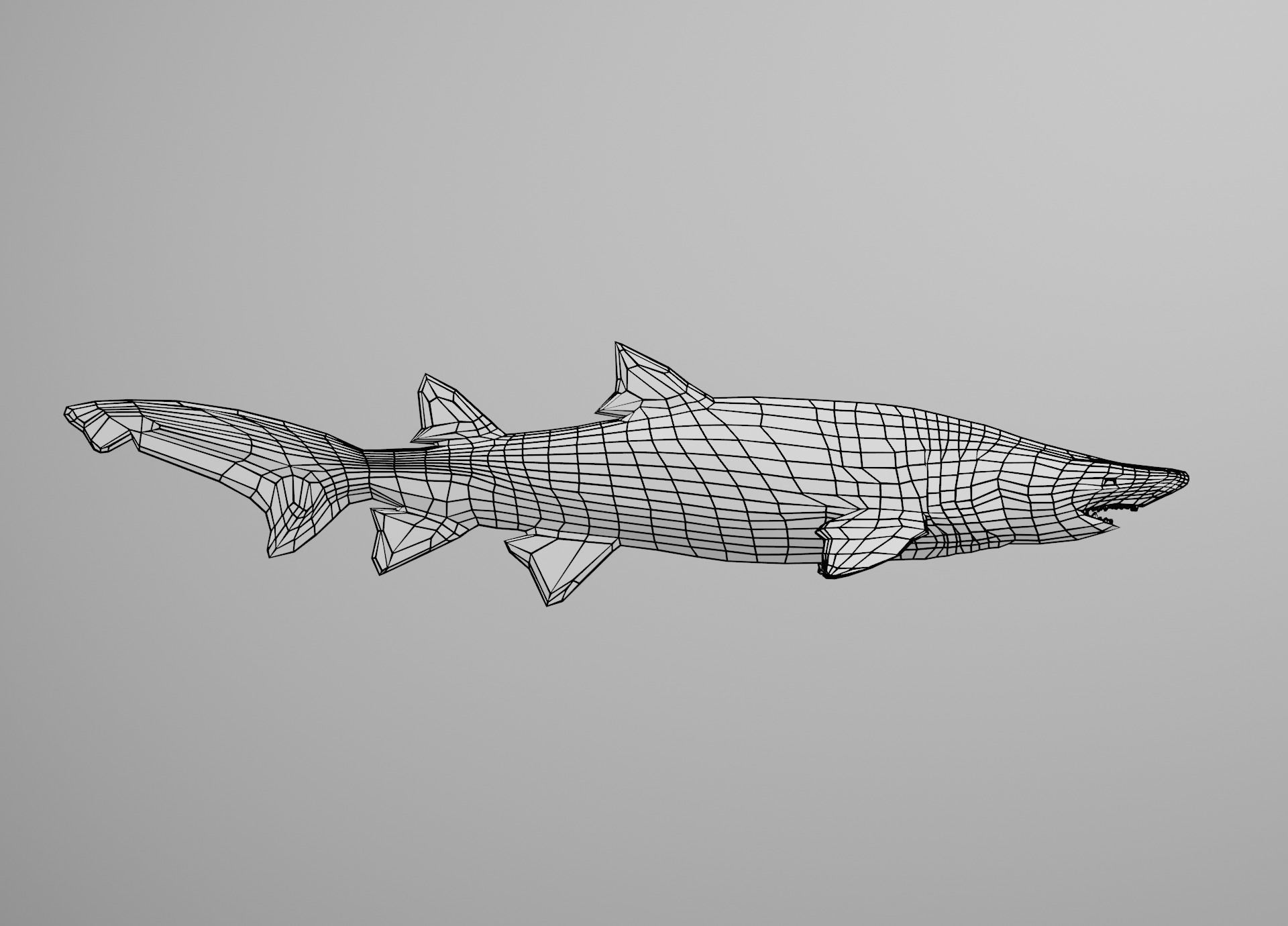 Sand Tiger Shark Low-poly 3D model_23