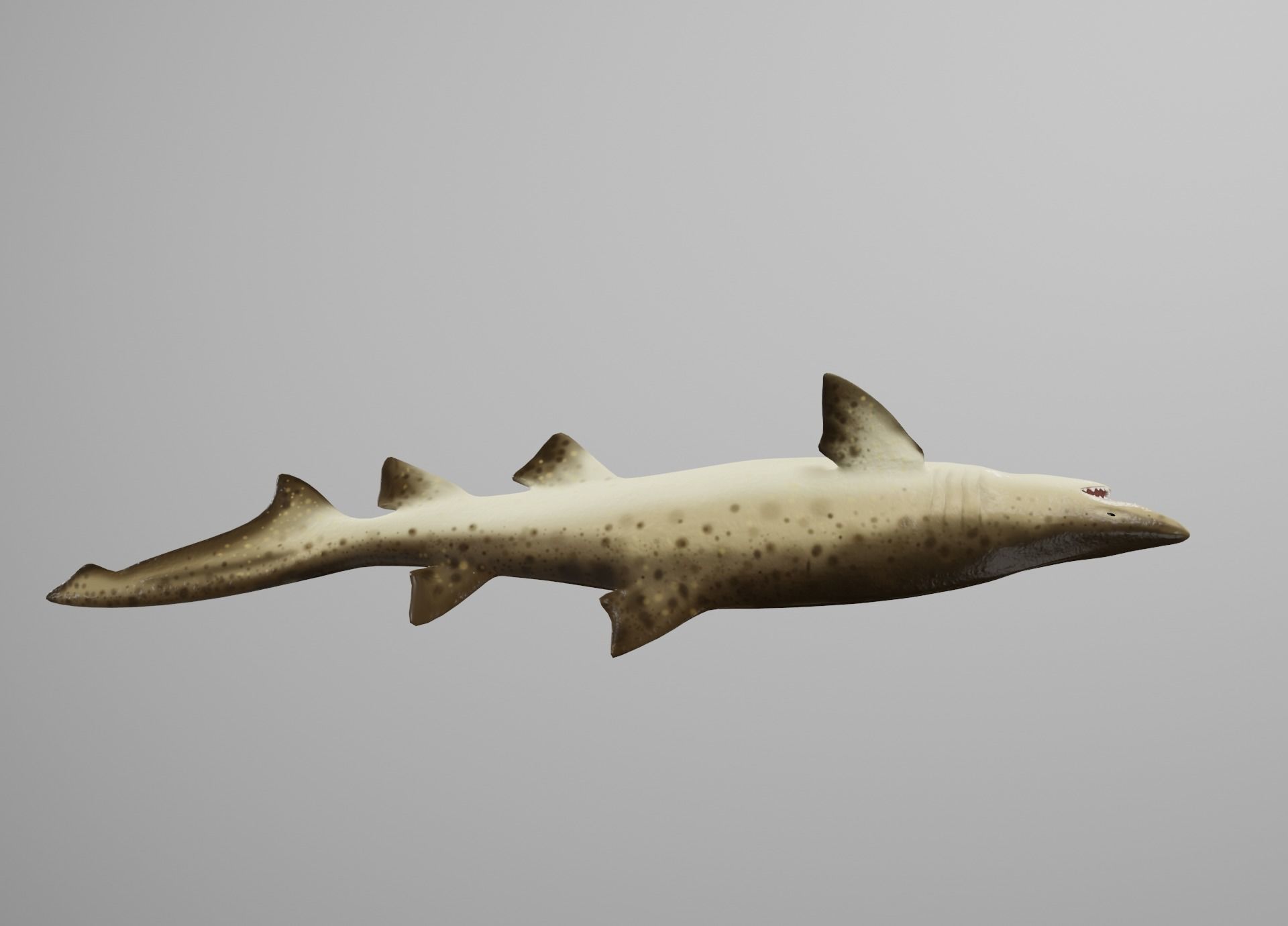 Sand Tiger Shark Low-poly 3D model_12