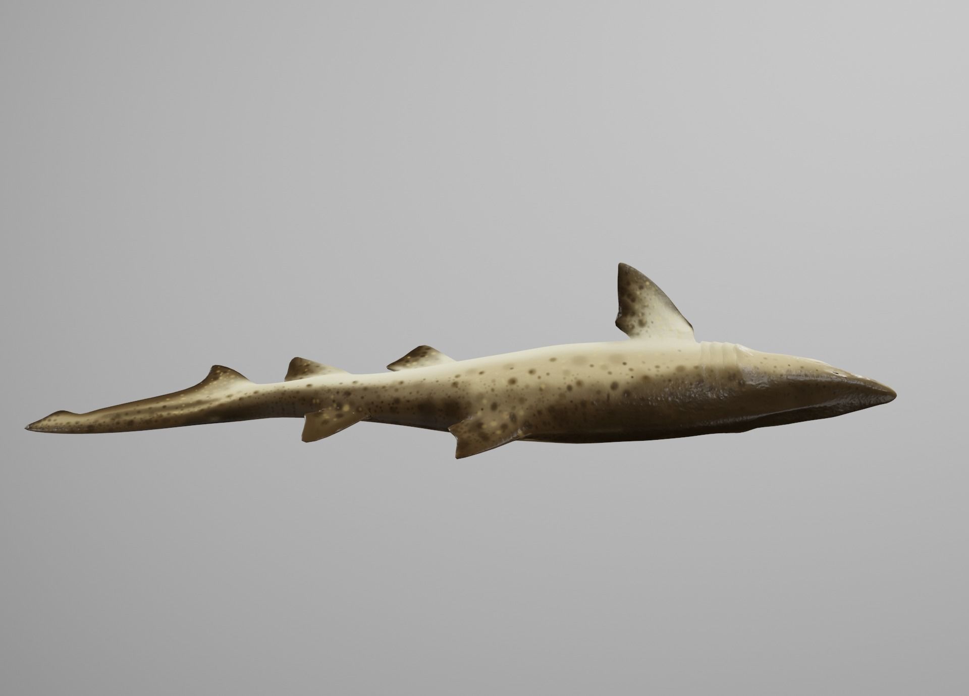 Sand Tiger Shark Low-poly 3D model_11