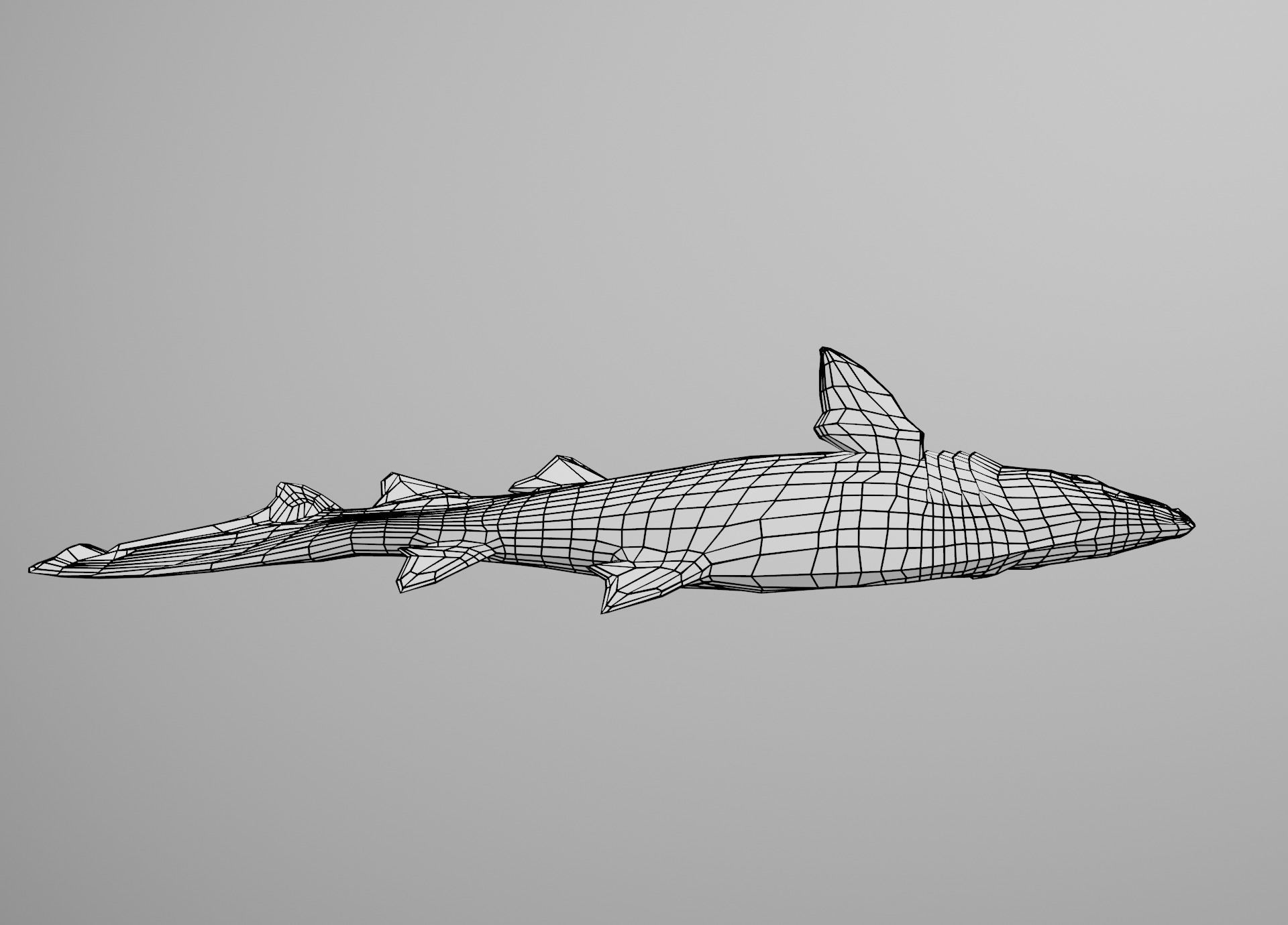 Sand Tiger Shark Low-poly 3D model_28