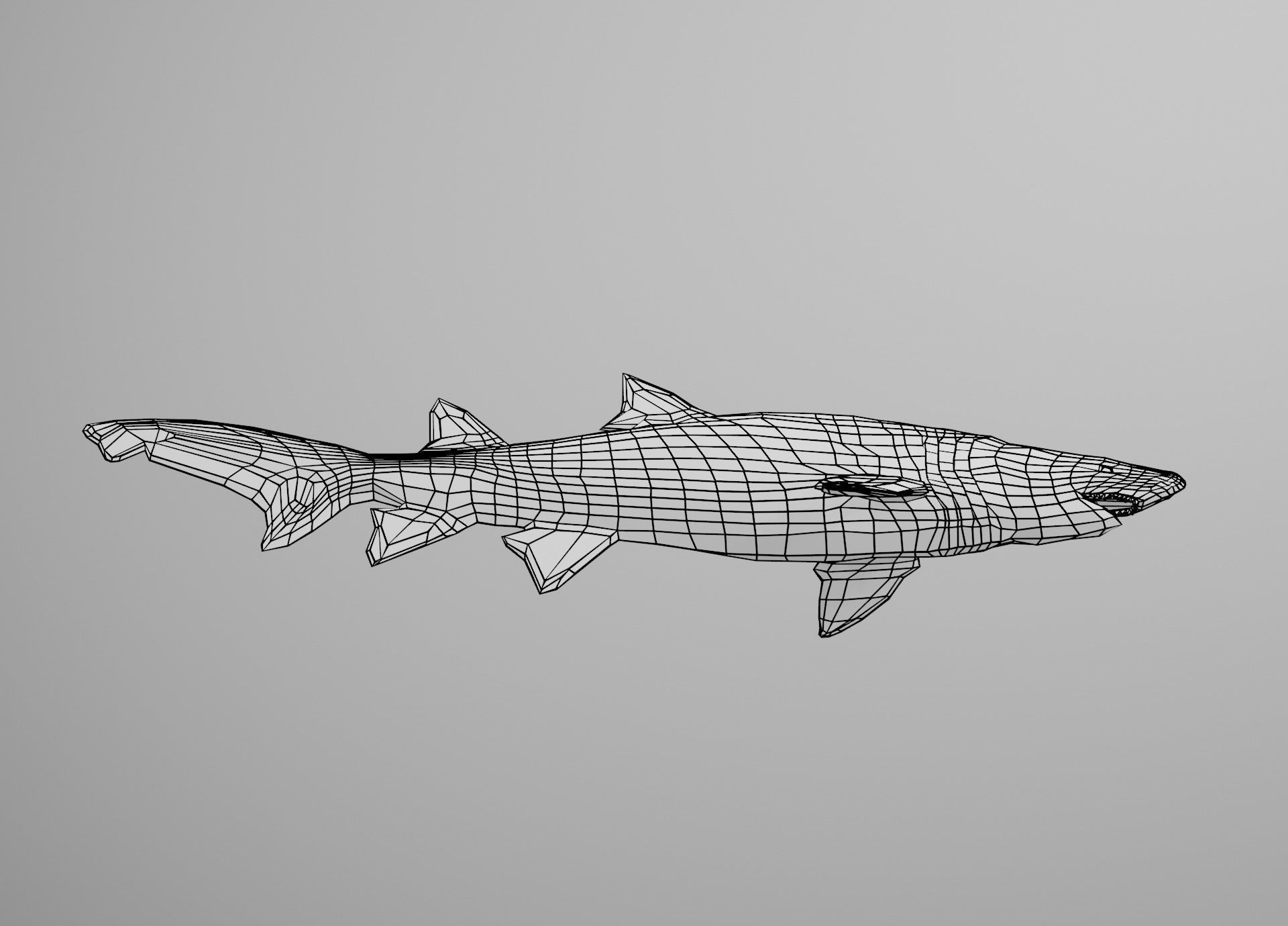 Sand Tiger Shark Low-poly 3D model_36