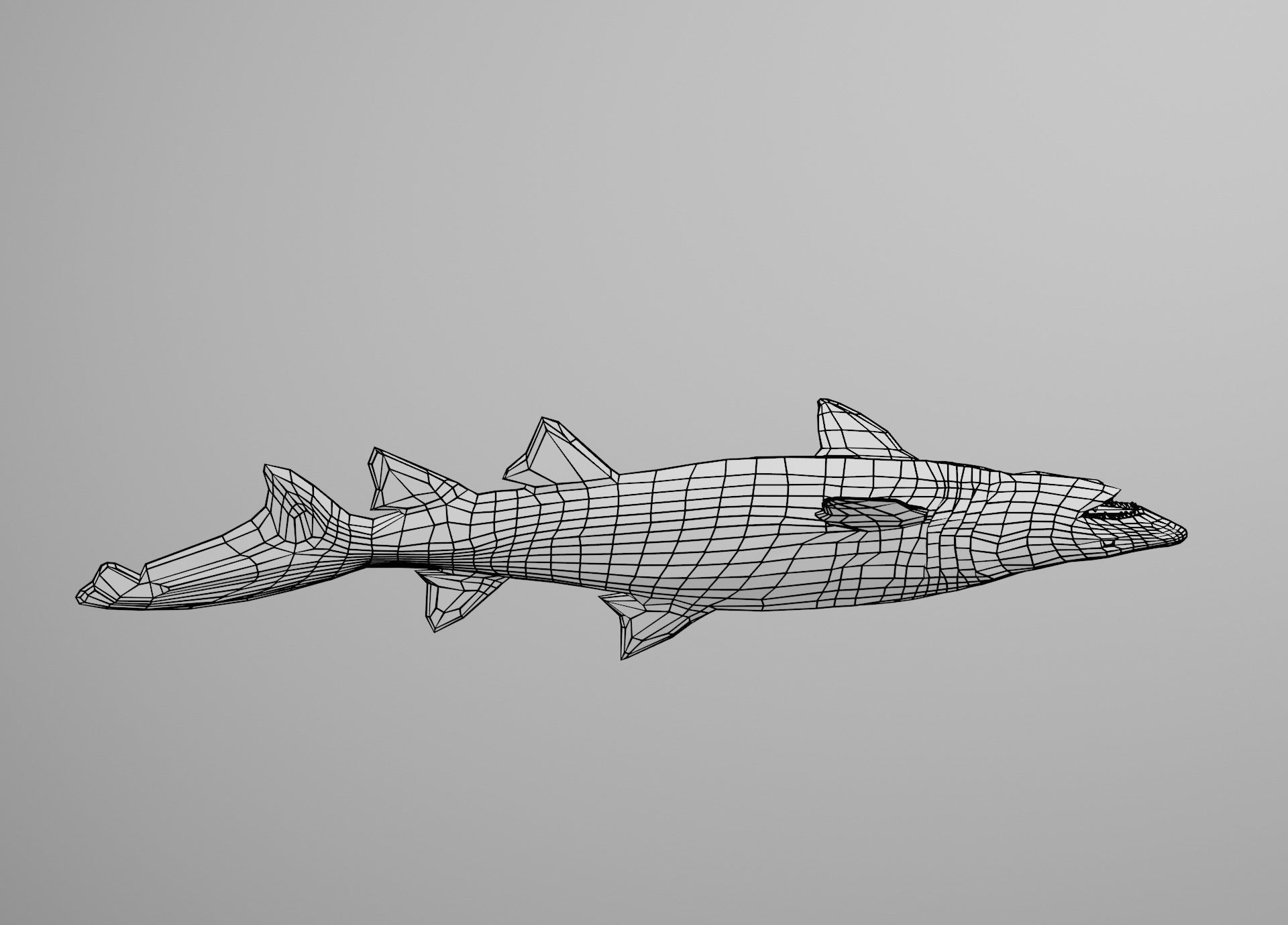 Sand Tiger Shark Low-poly 3D model_31