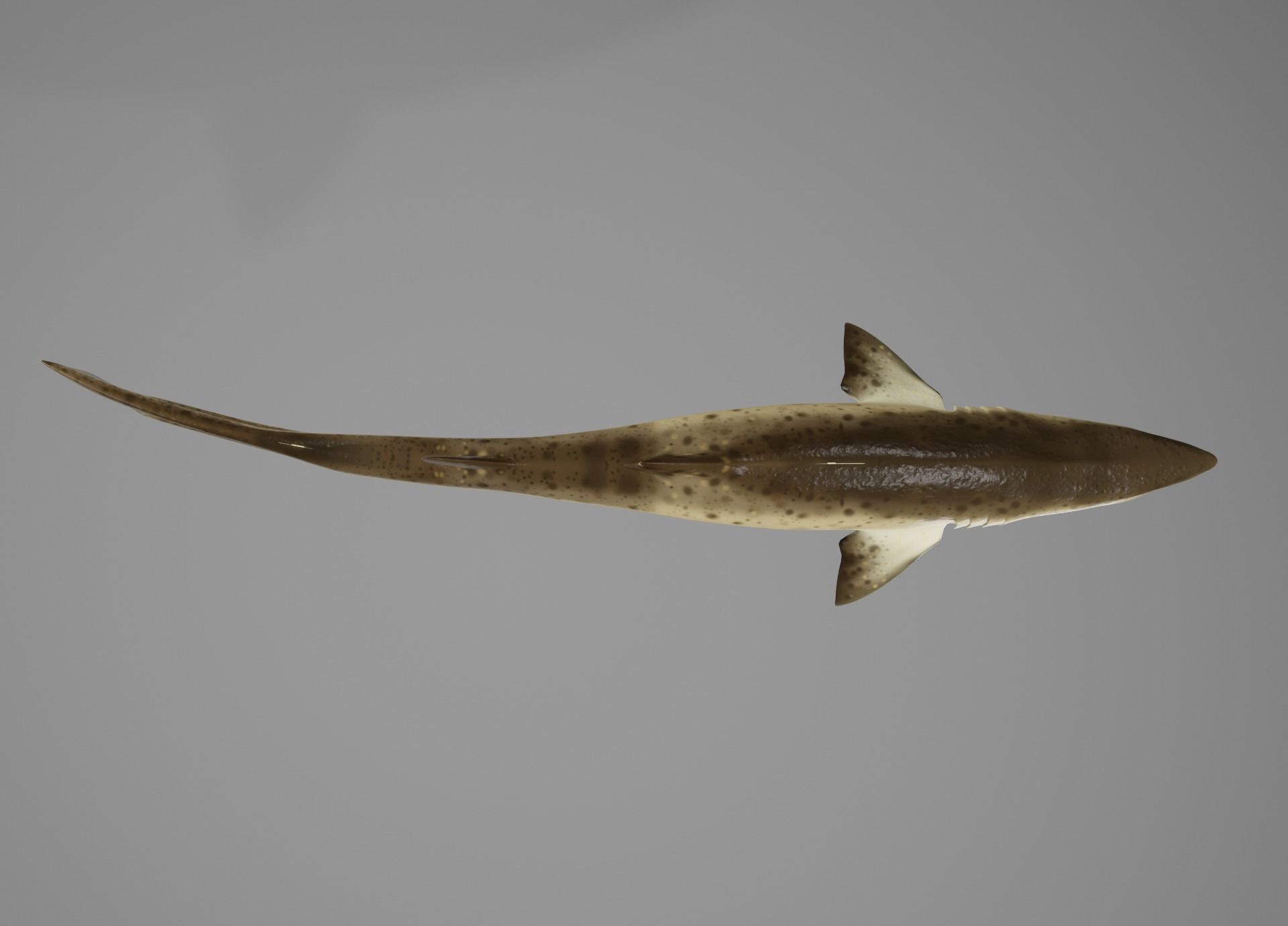 Sand Tiger Shark Low-poly 3D model_4