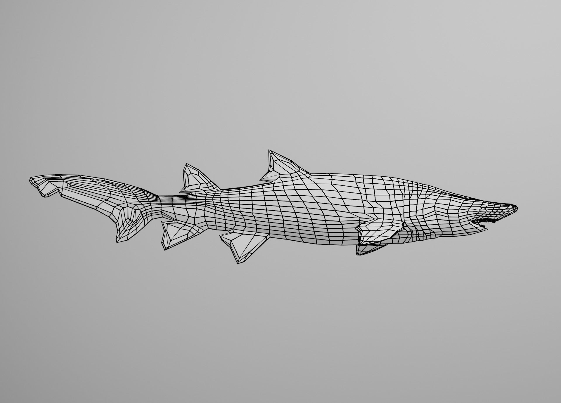 Sand Tiger Shark Low-poly 3D model_37