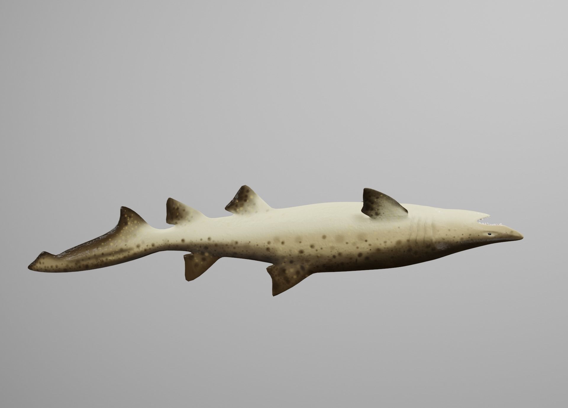 Sand Tiger Shark Low-poly 3D model_13