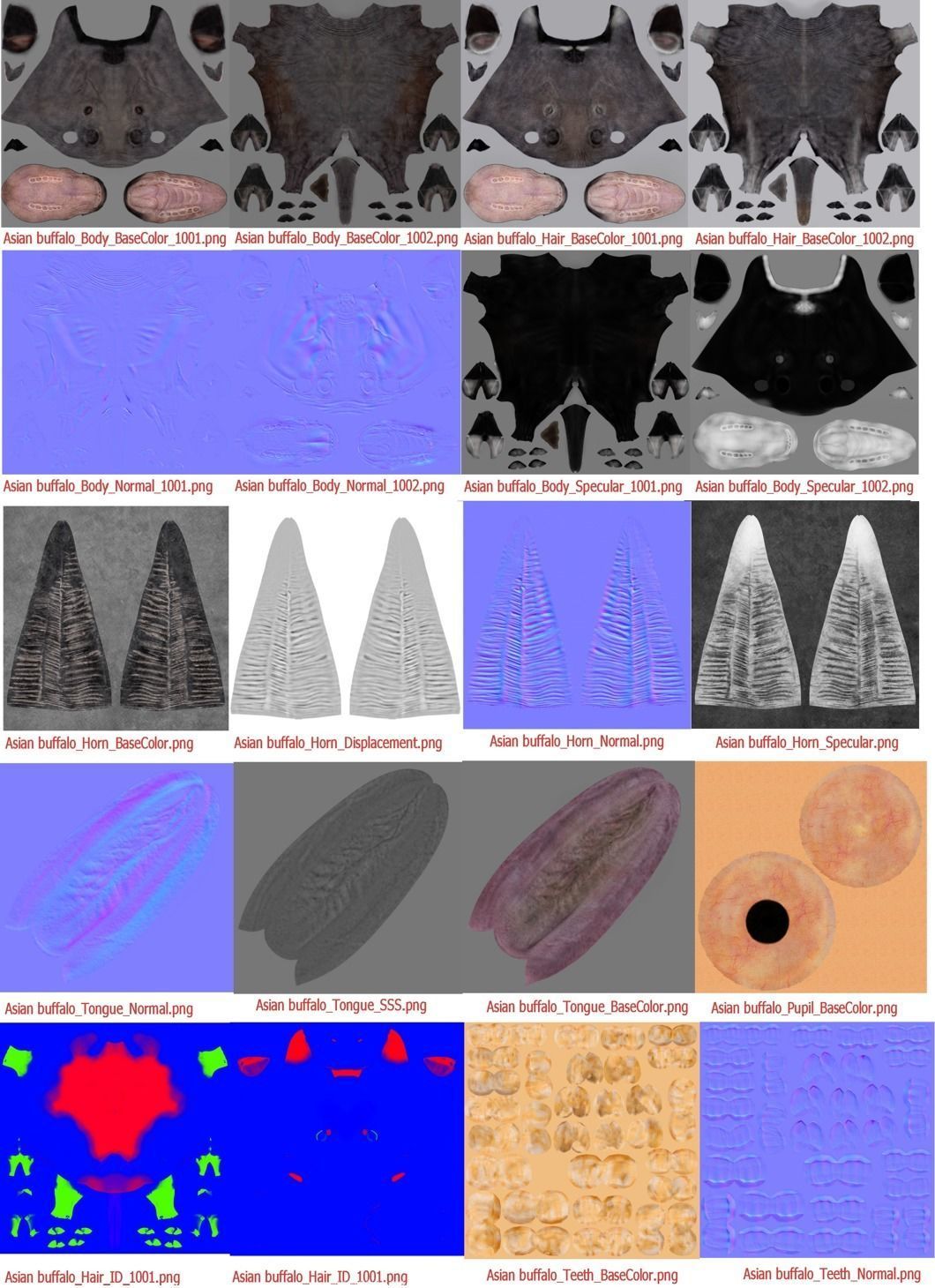 Asian Buffalo  3D model_11