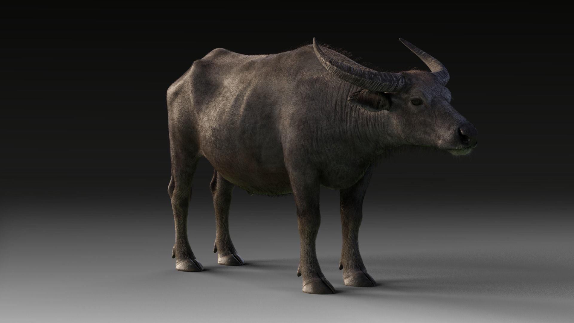 Asian Buffalo  3D model_1