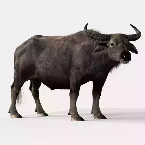 Asian Buffalo  3D model