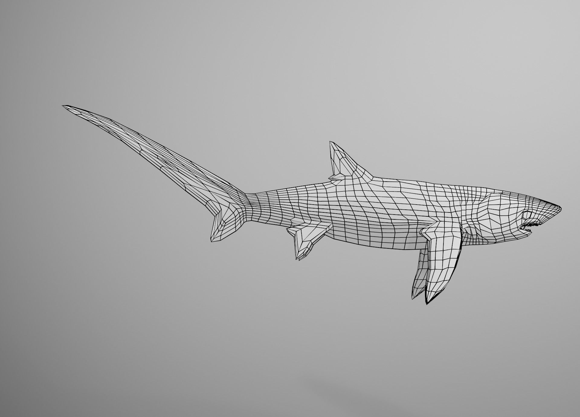 Thresher Shark Low-poly 3D model_37