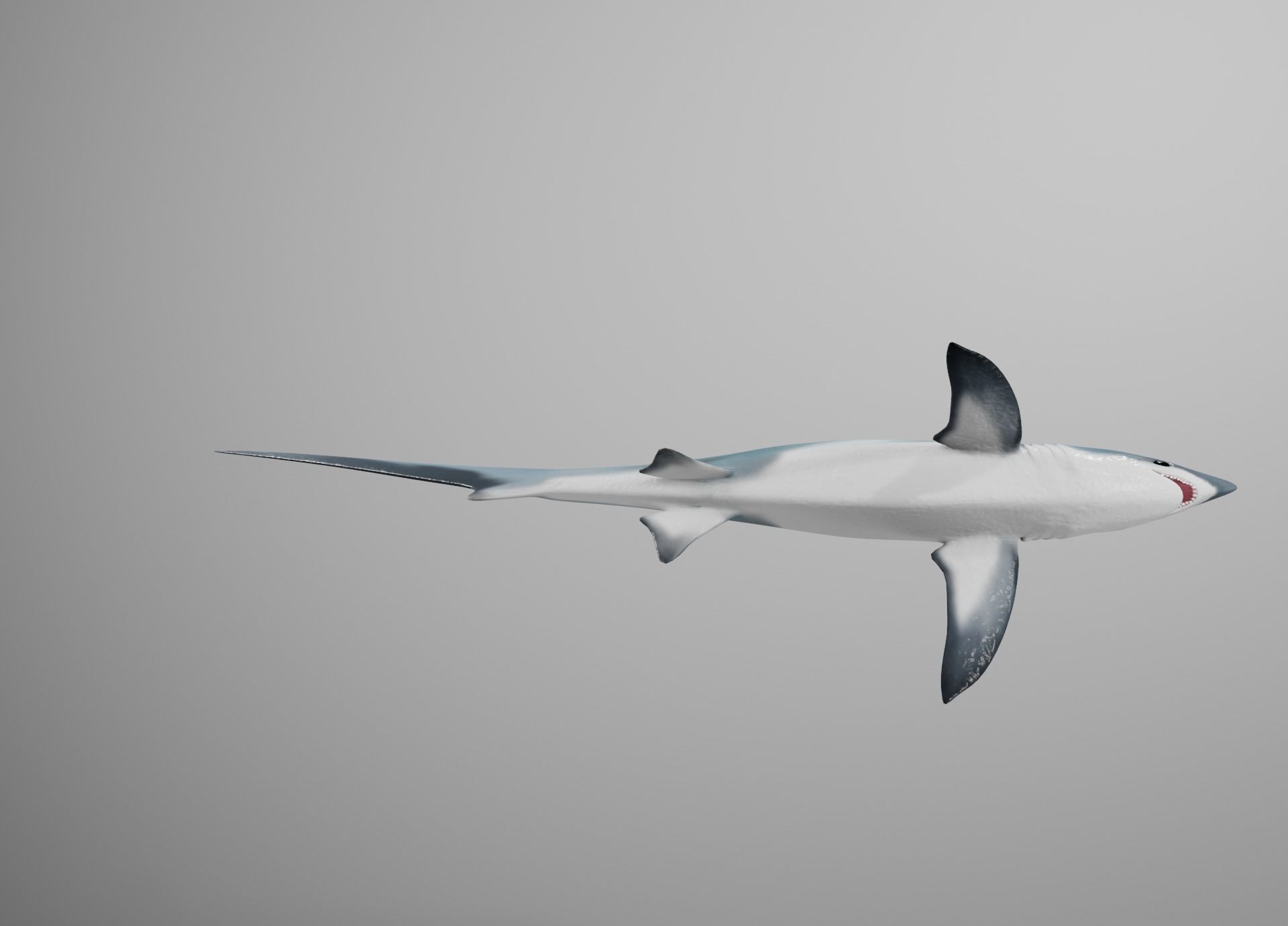 Thresher Shark Low-poly 3D model_17