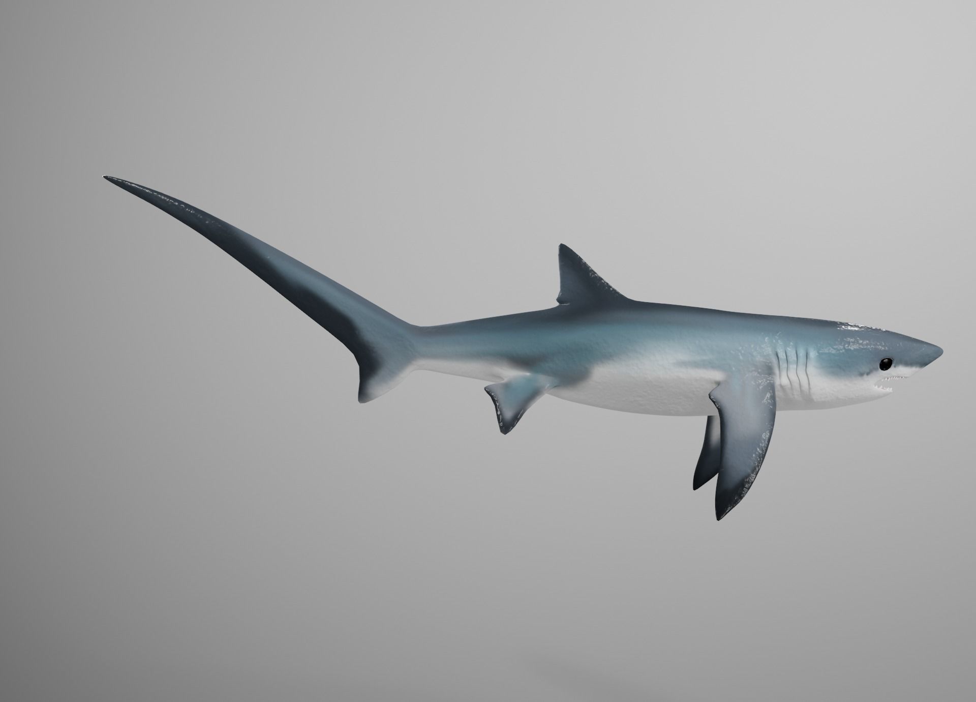 Thresher Shark Low-poly 3D model_6