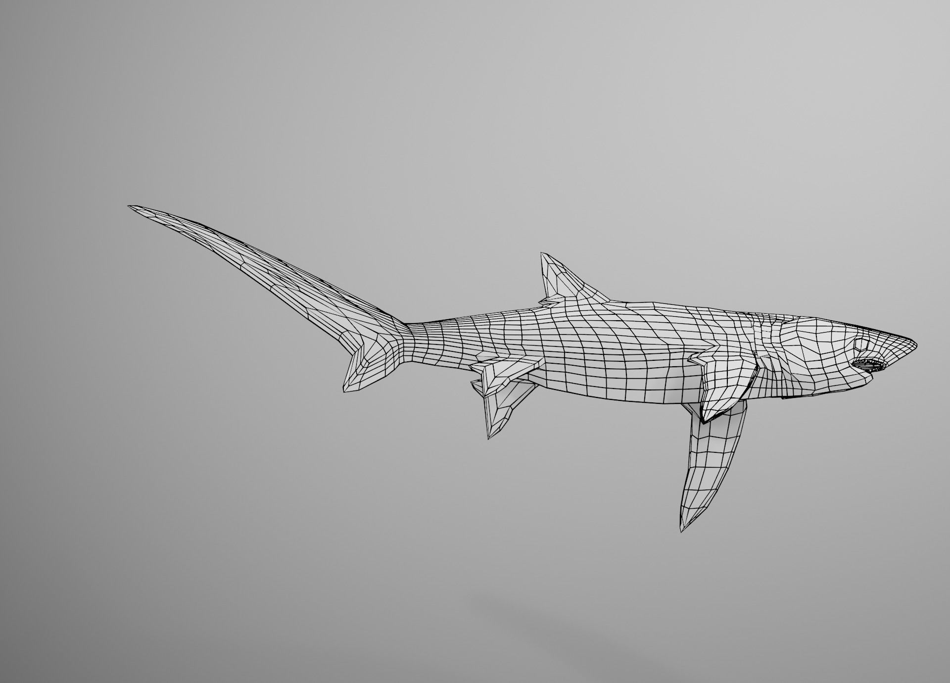 Thresher Shark Low-poly 3D model_36