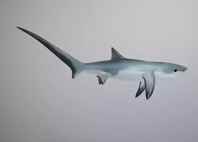 Thresher Shark Low-poly 3D model