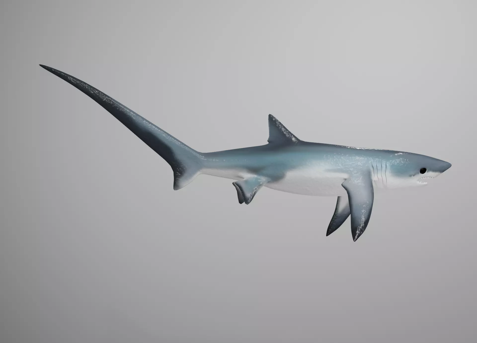 Thresher Shark Low-poly 3D model_0