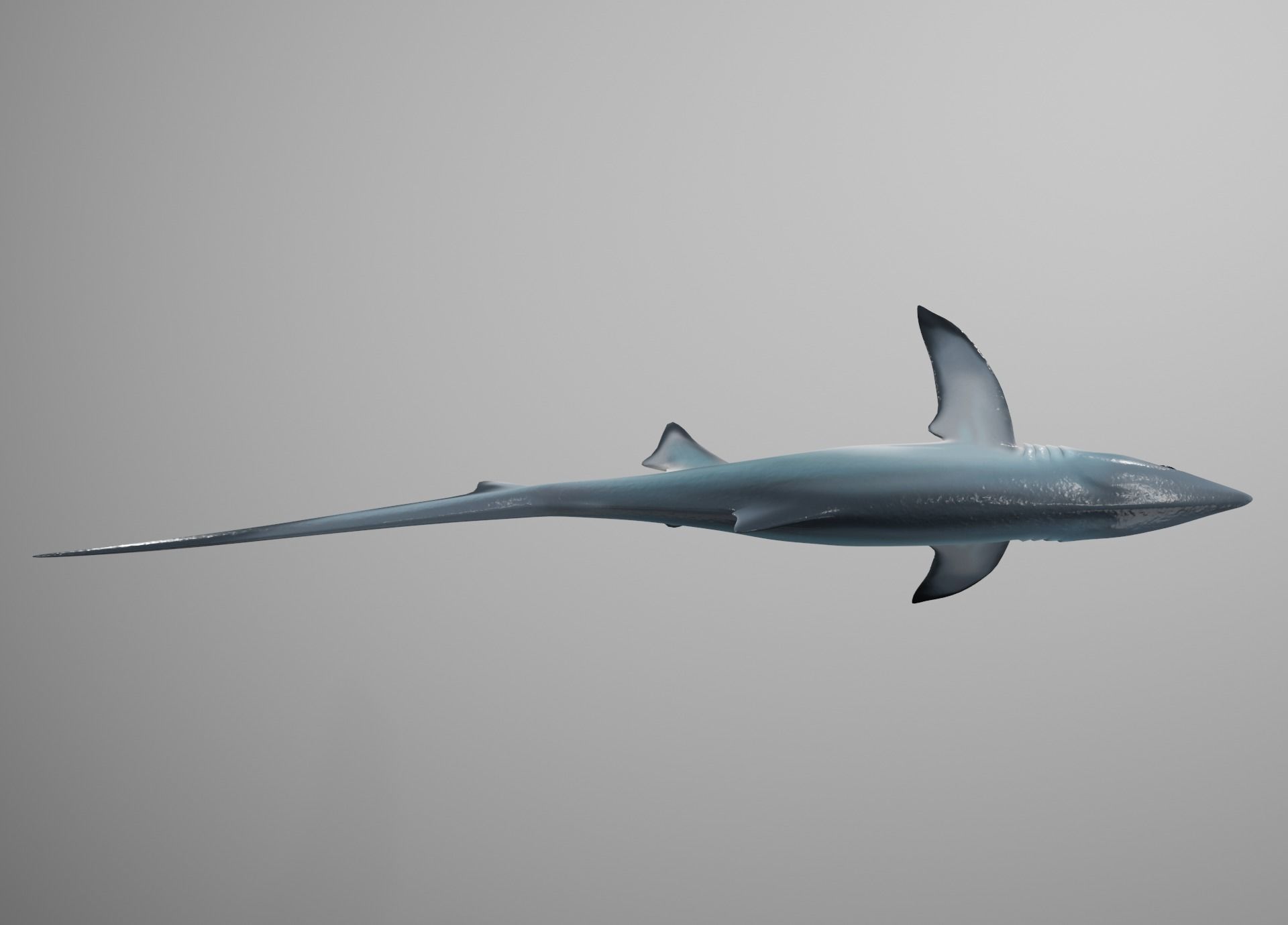 Thresher Shark Low-poly 3D model_10