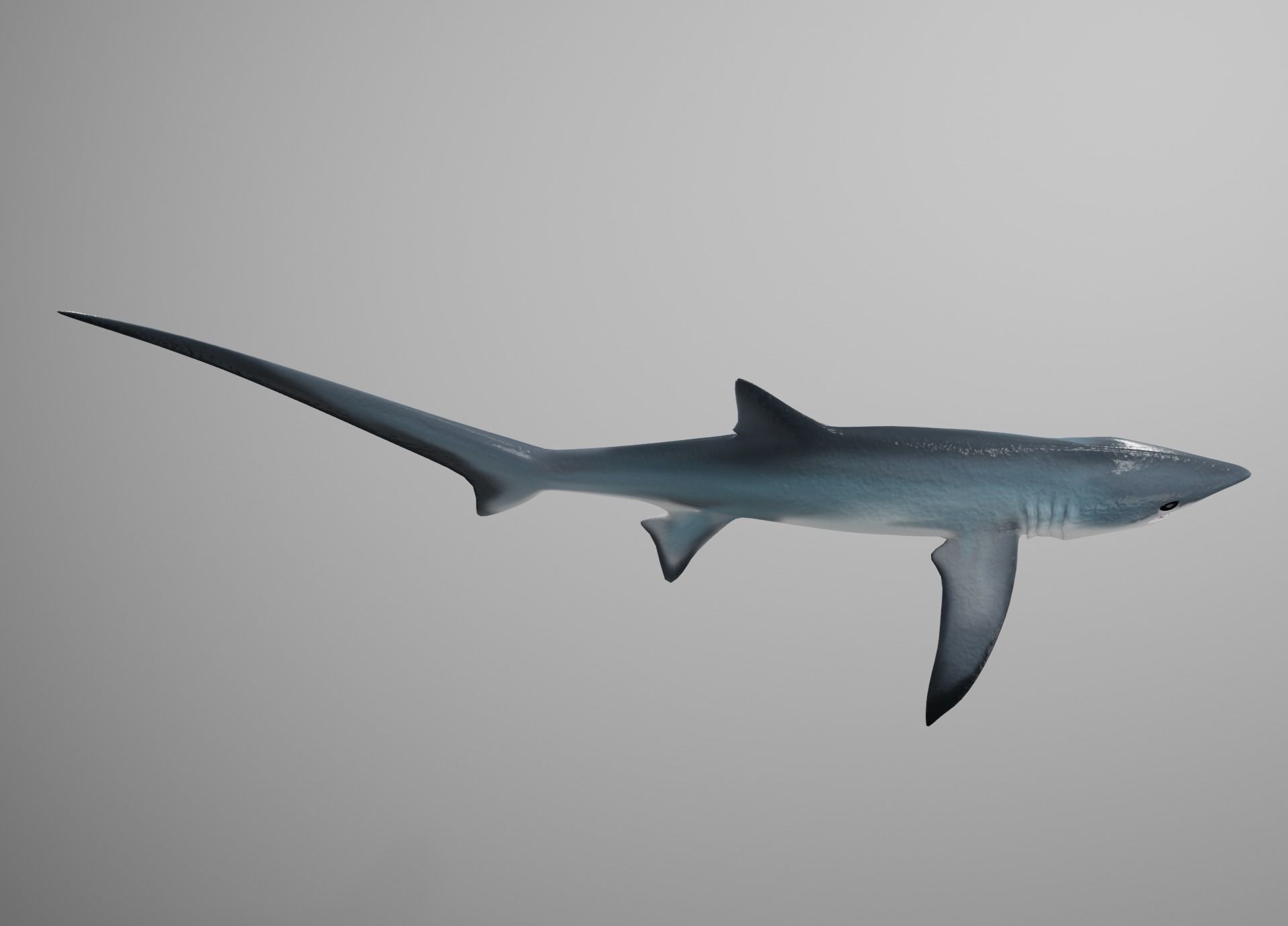 Thresher Shark Low-poly 3D model_8