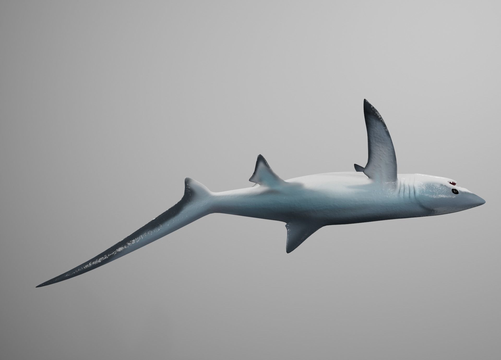 Thresher Shark Low-poly 3D model_12