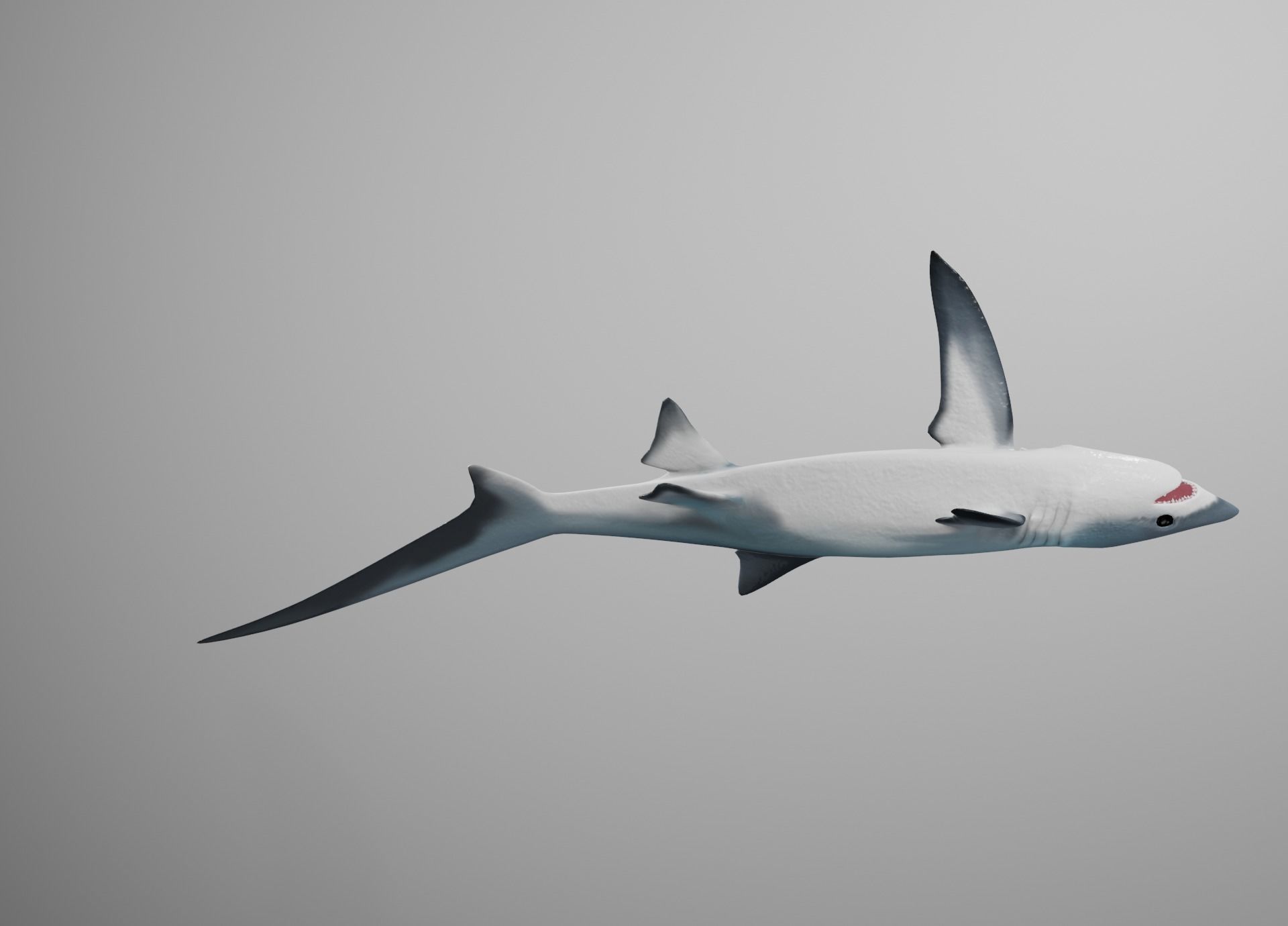 Thresher Shark Low-poly 3D model_15