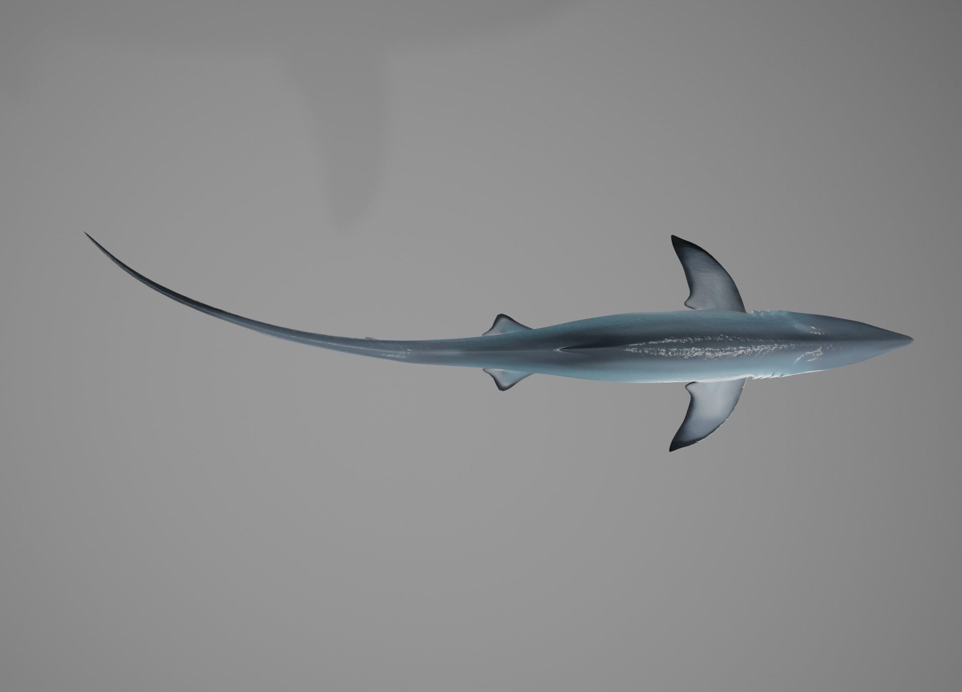 Thresher Shark Low-poly 3D model_4