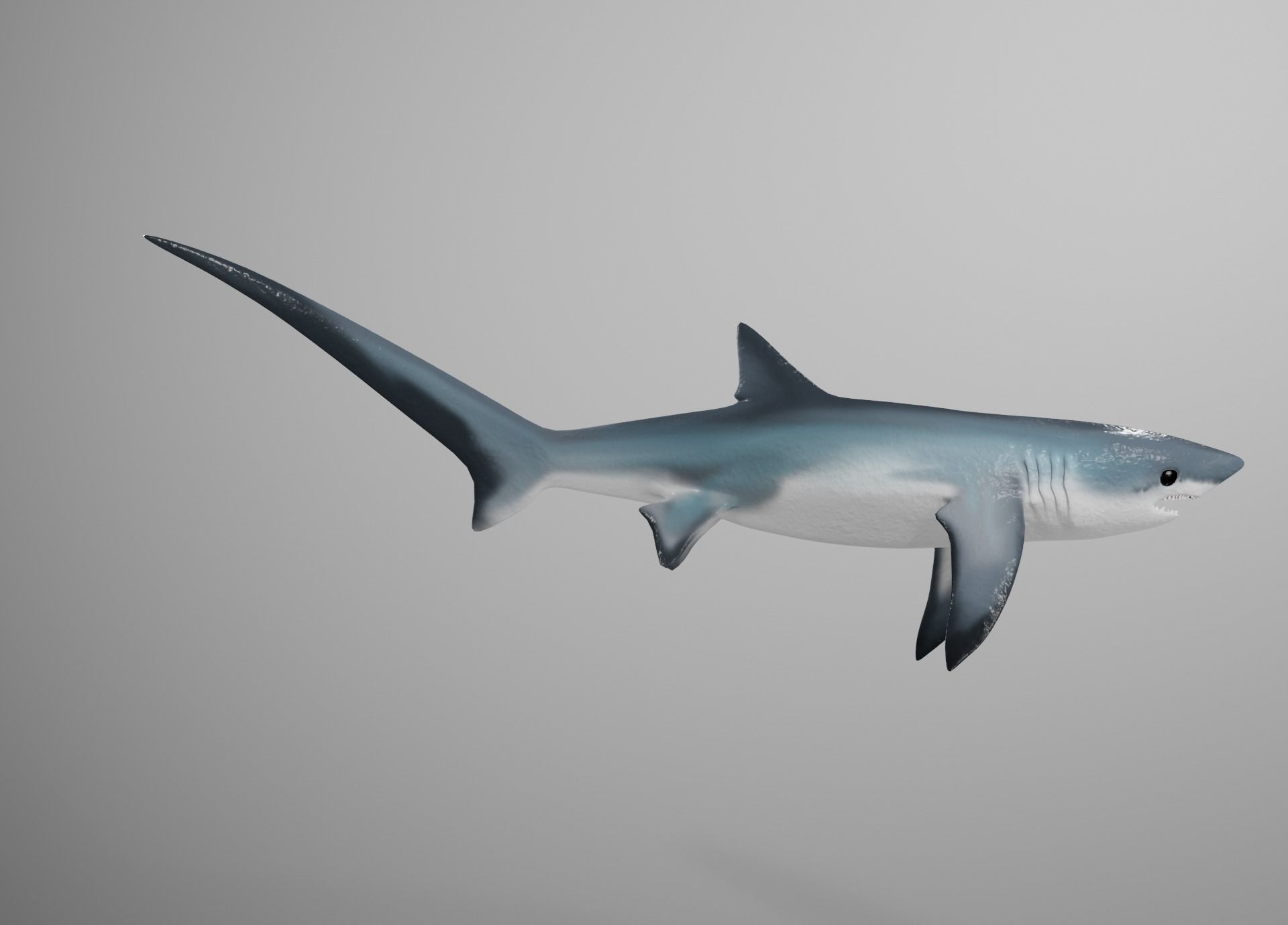 Thresher Shark Low-poly 3D model_20