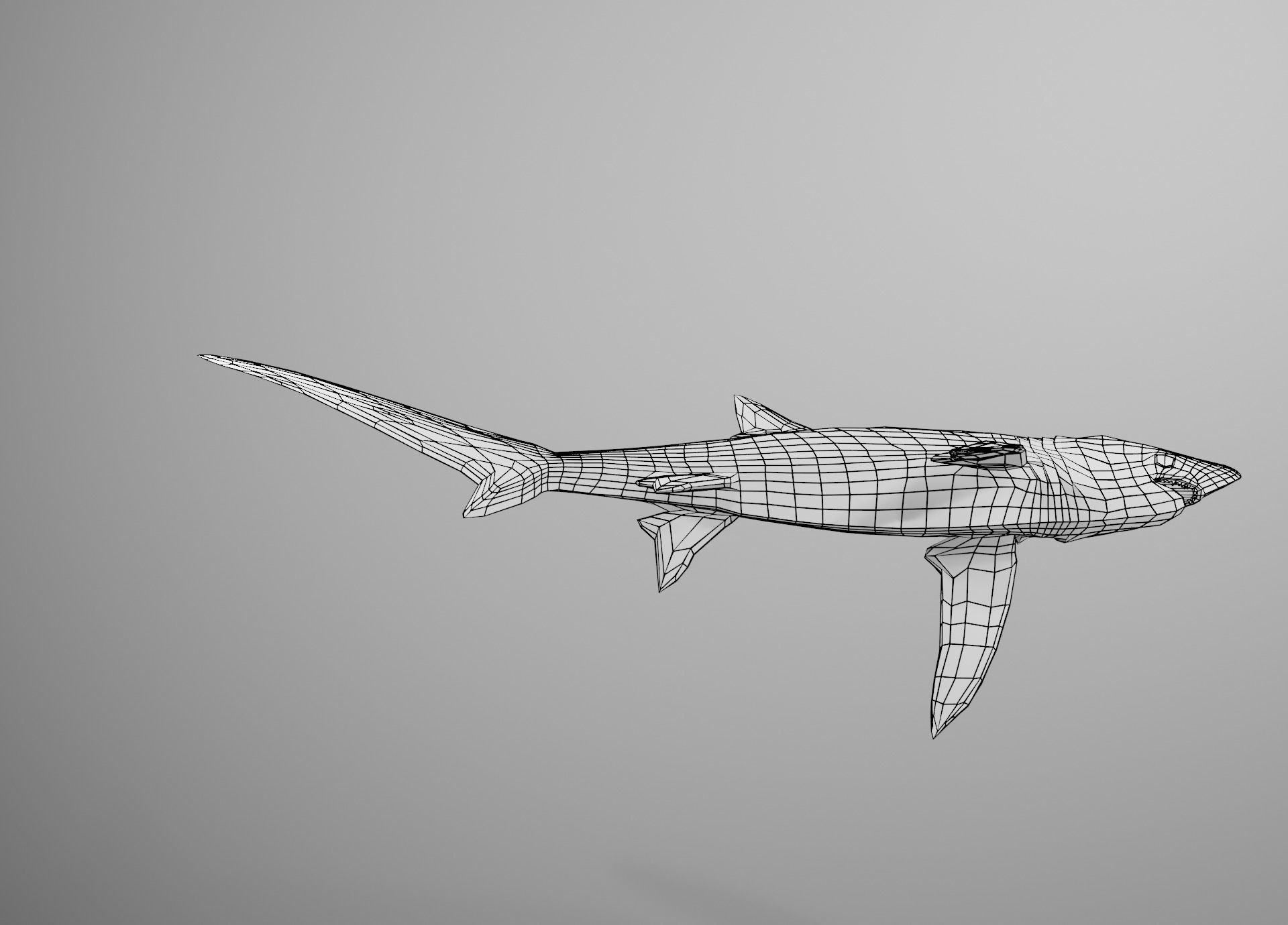 Thresher Shark Low-poly 3D model_35