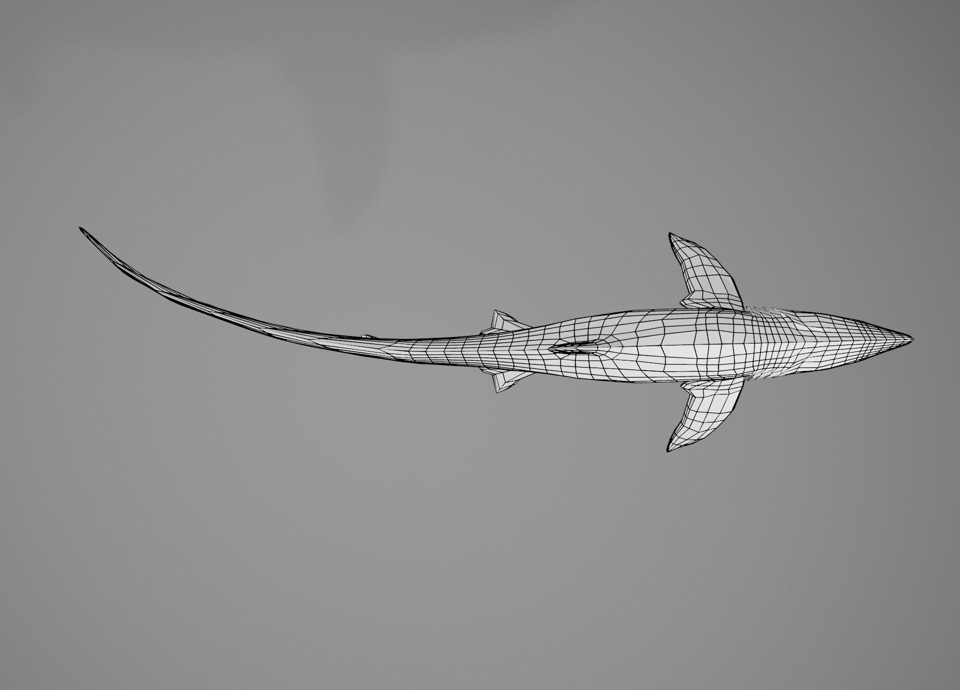 Thresher Shark Low-poly 3D model_5