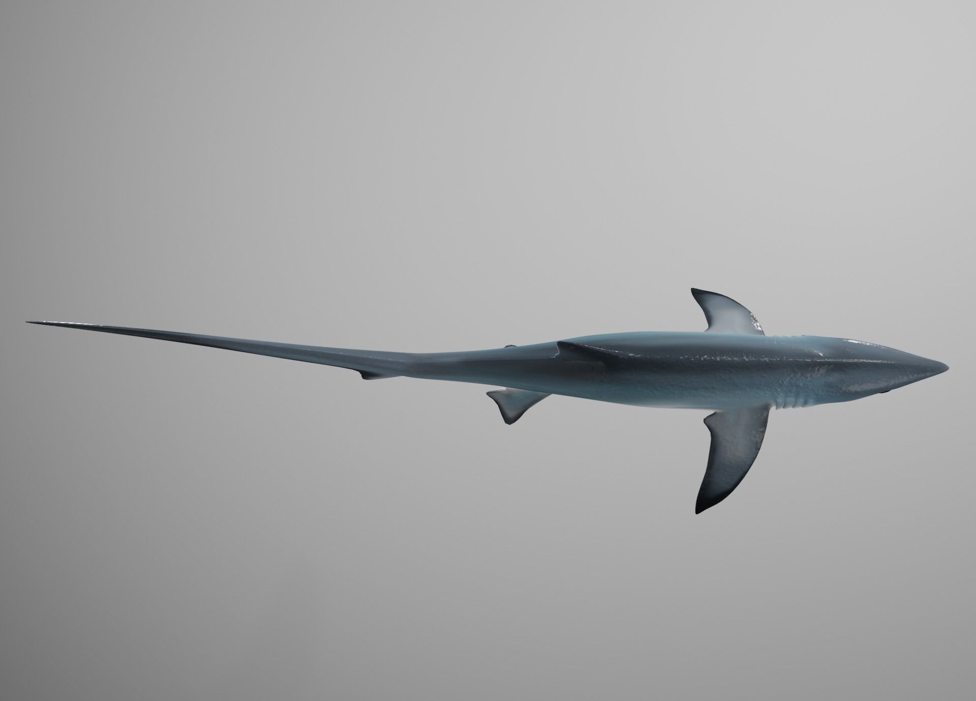 Thresher Shark Low-poly 3D model_9