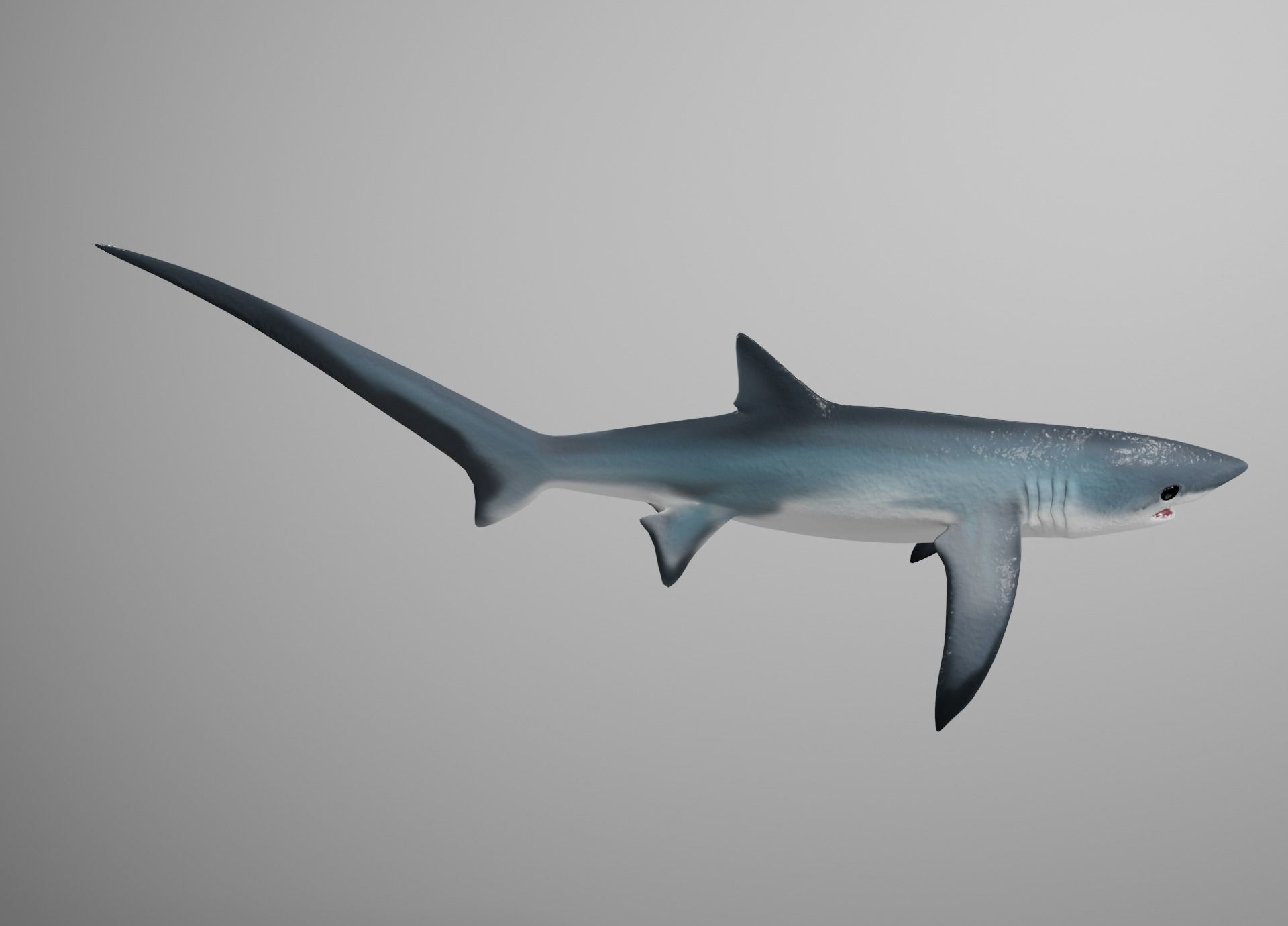 Thresher Shark Low-poly 3D model_7