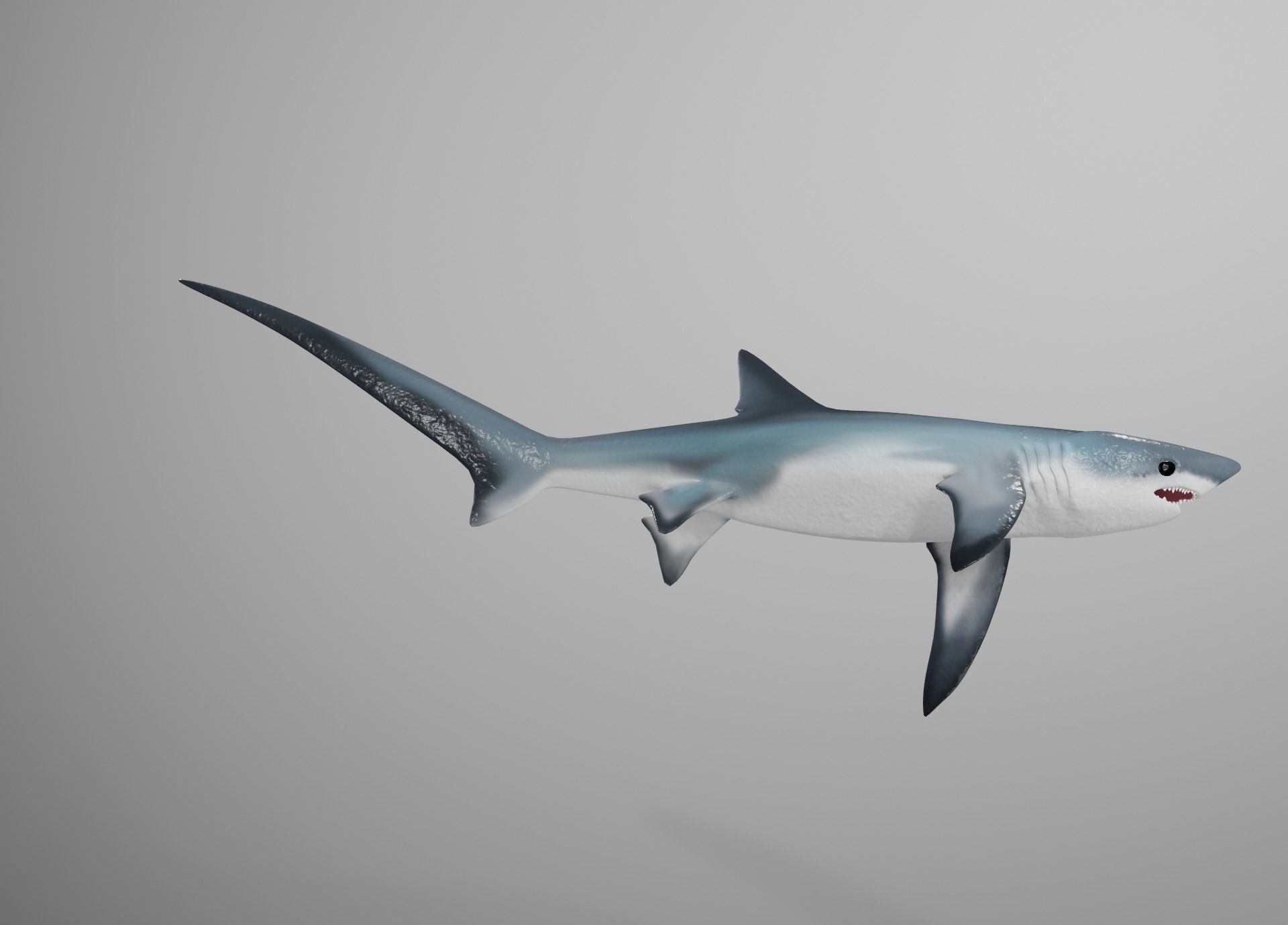 Thresher Shark Low-poly 3D model_19