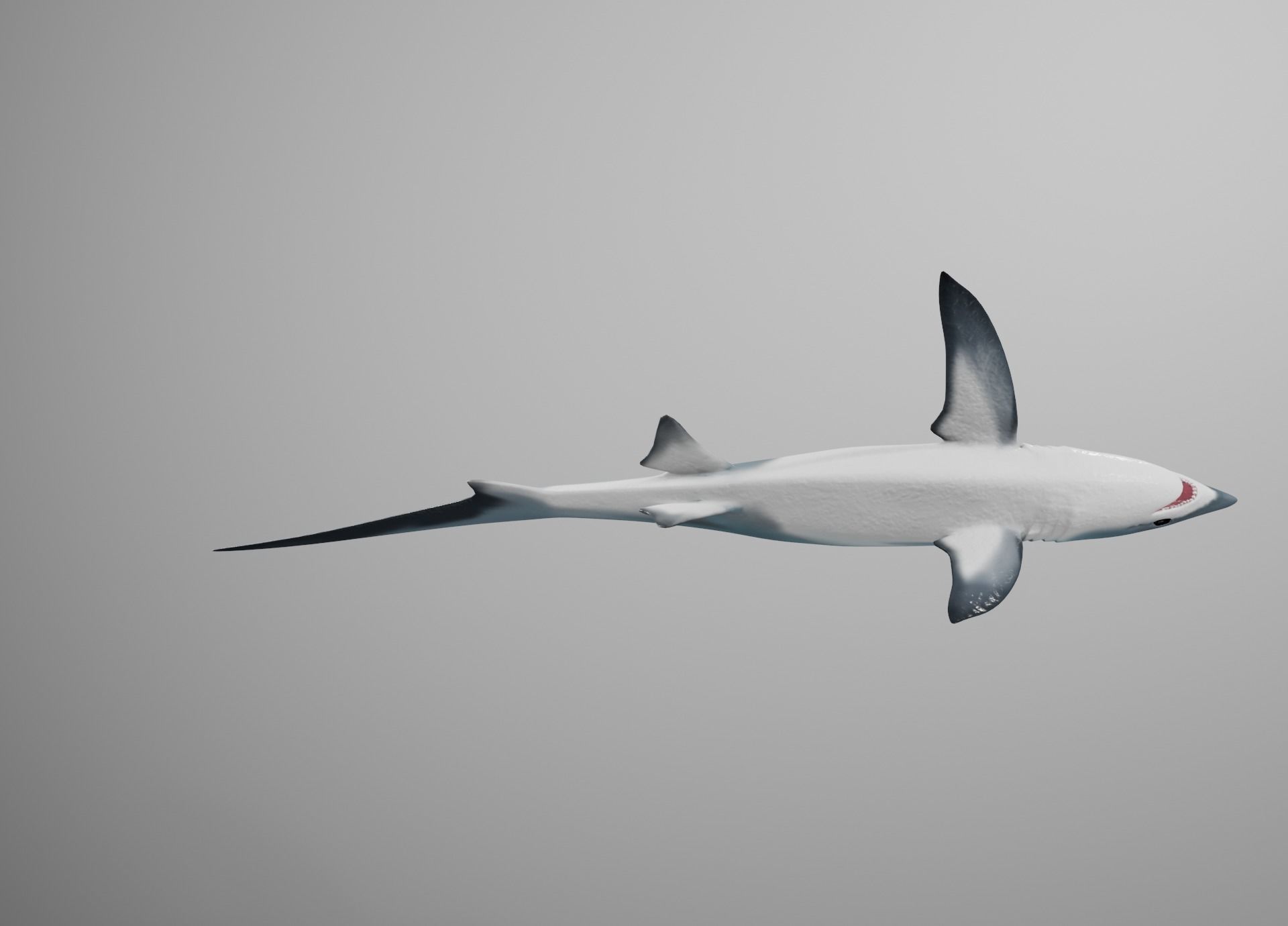 Thresher Shark Low-poly 3D model_16