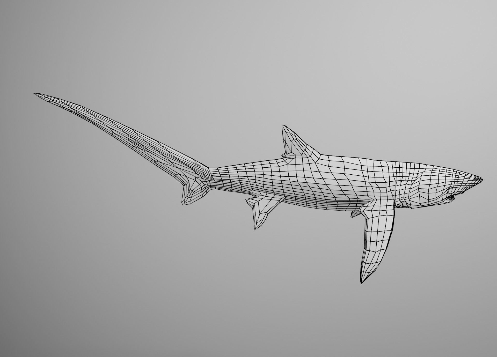 Thresher Shark Low-poly 3D model_24