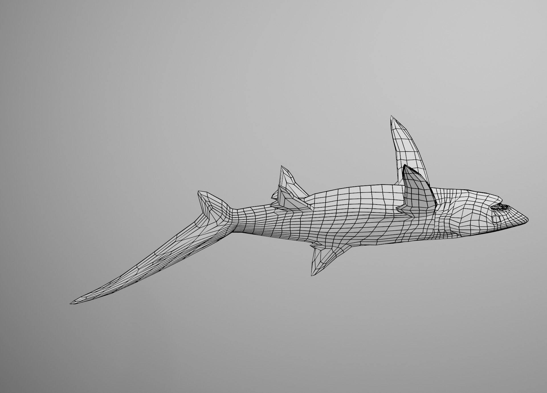 Thresher Shark Low-poly 3D model_31