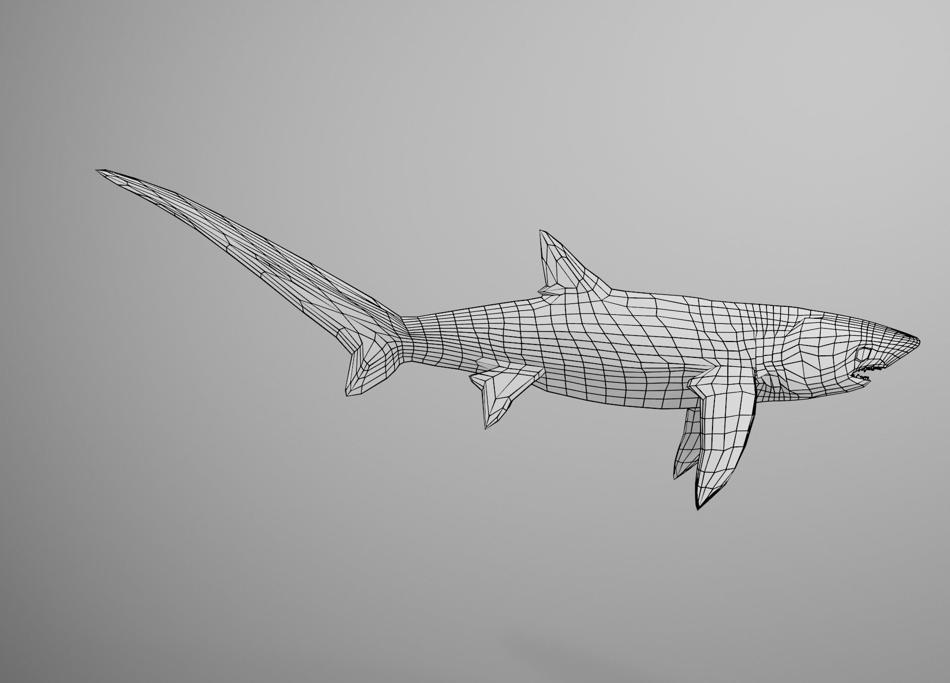 Thresher Shark Low-poly 3D model_23
