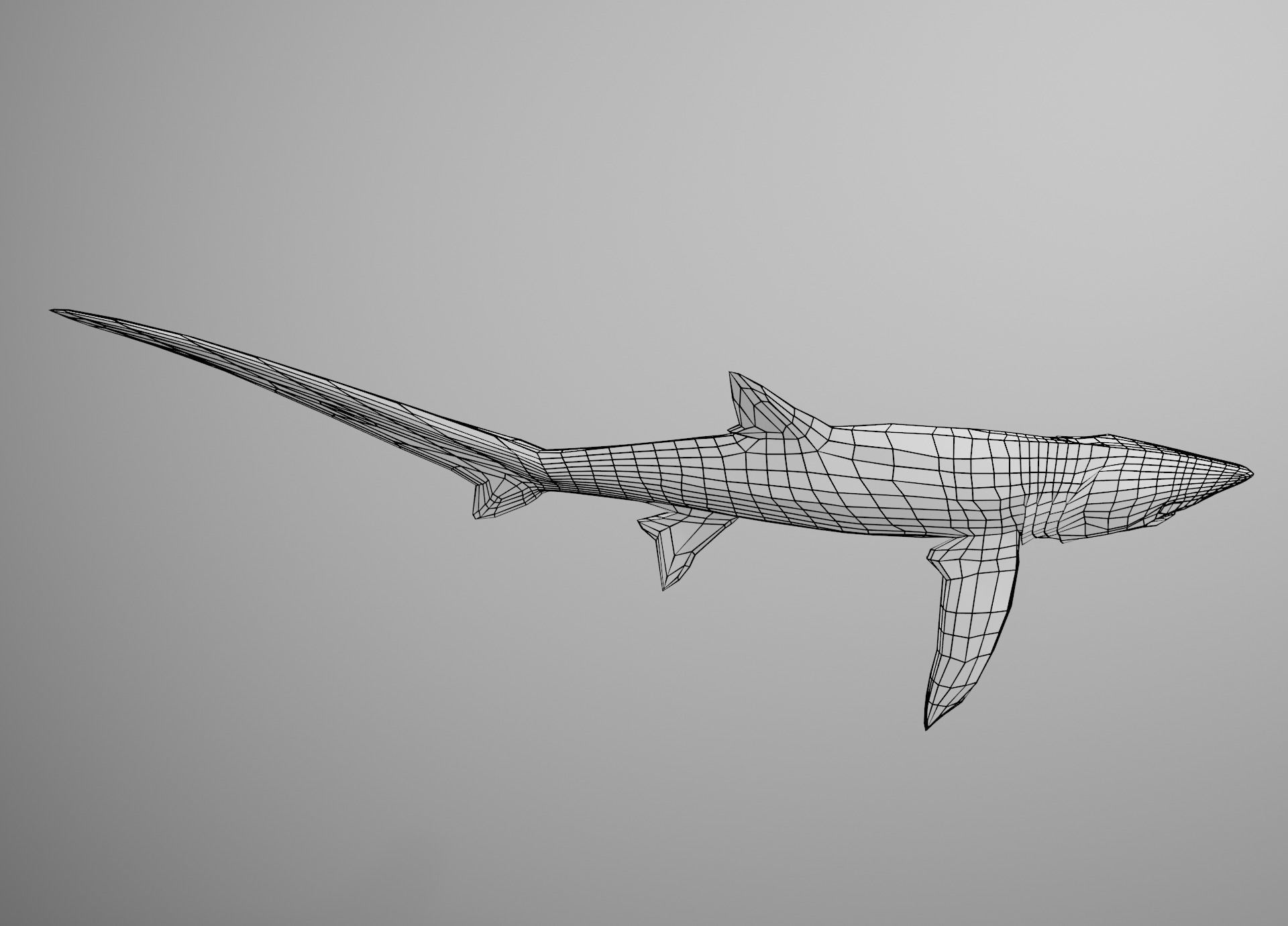 Thresher Shark Low-poly 3D model_25