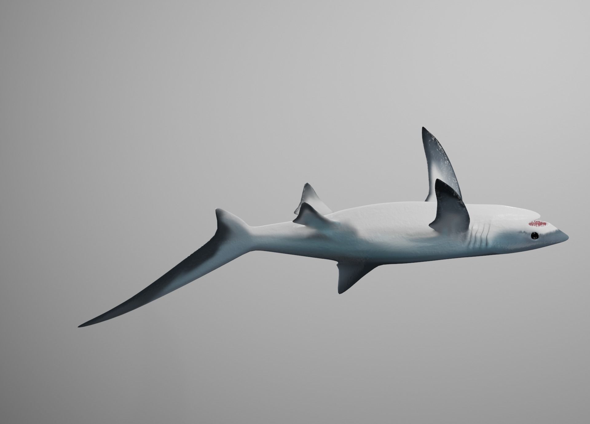 Thresher Shark Low-poly 3D model_14