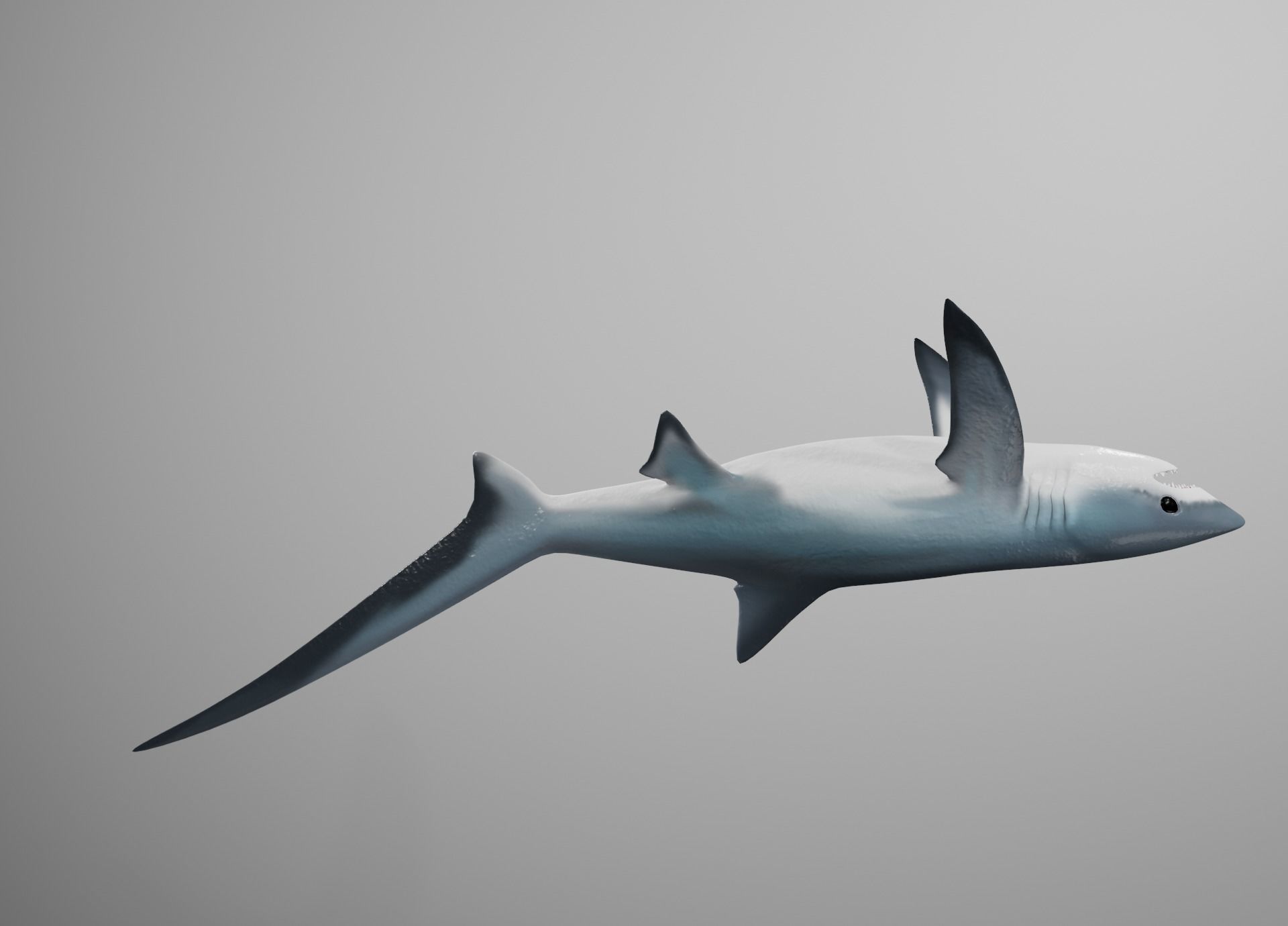 Thresher Shark Low-poly 3D model_13