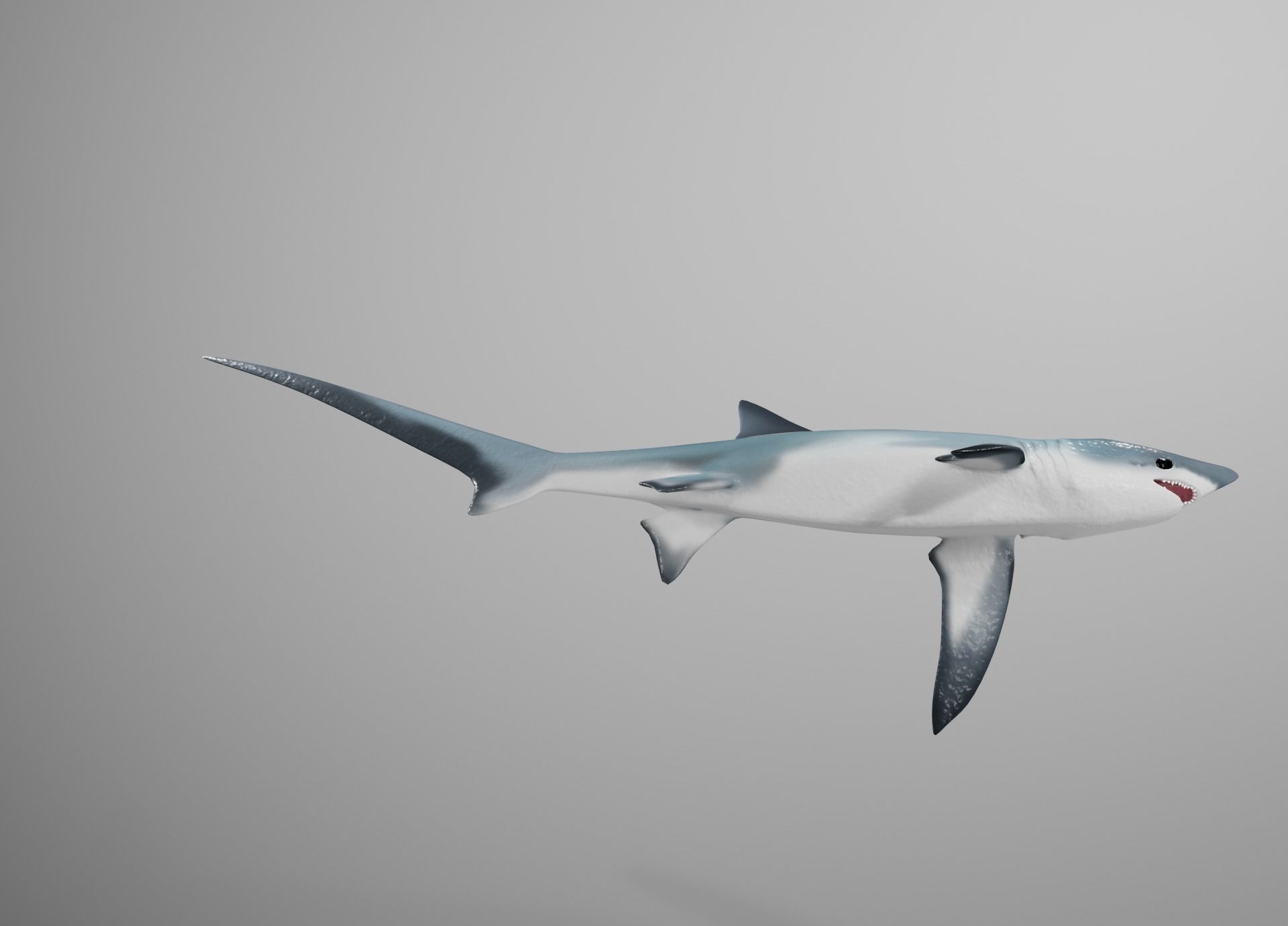 Thresher Shark Low-poly 3D model_18