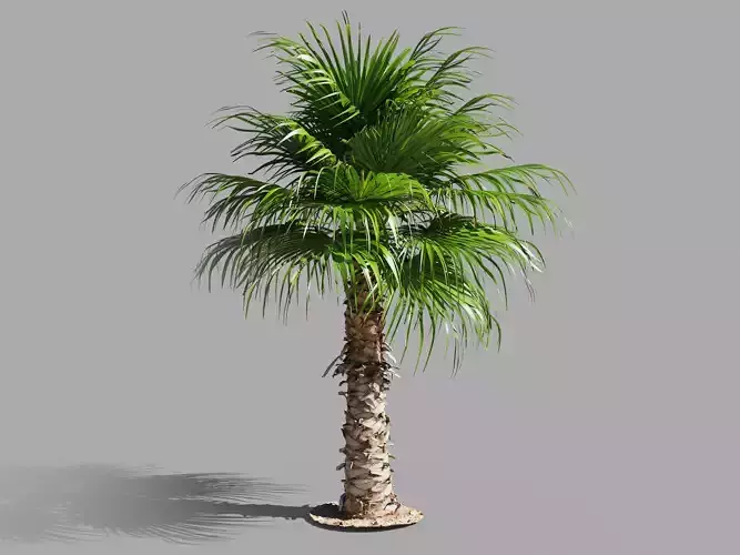 Palm tree - photoscan 03 Low-poly 3D model