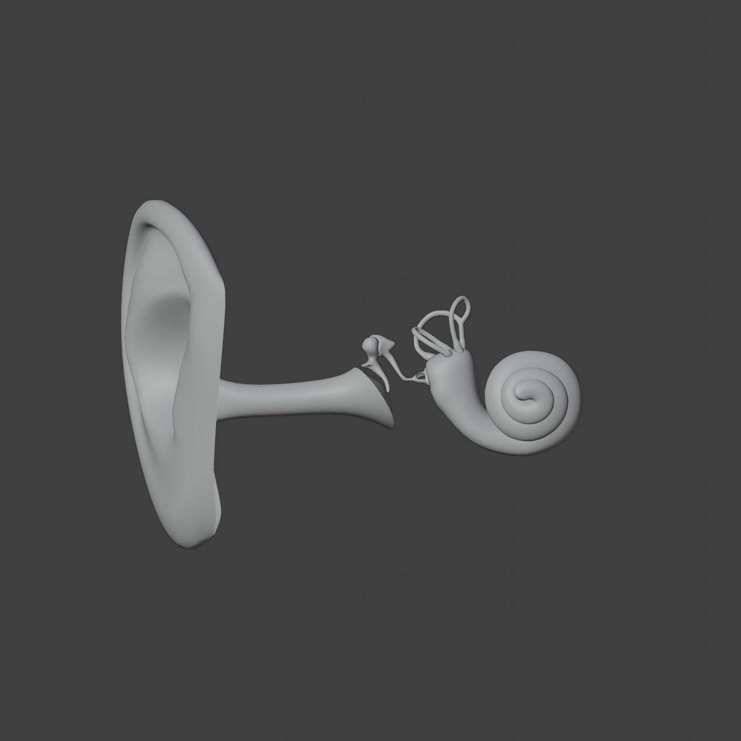 Ear anatomy Auditory and vestibular systems 3D model_2