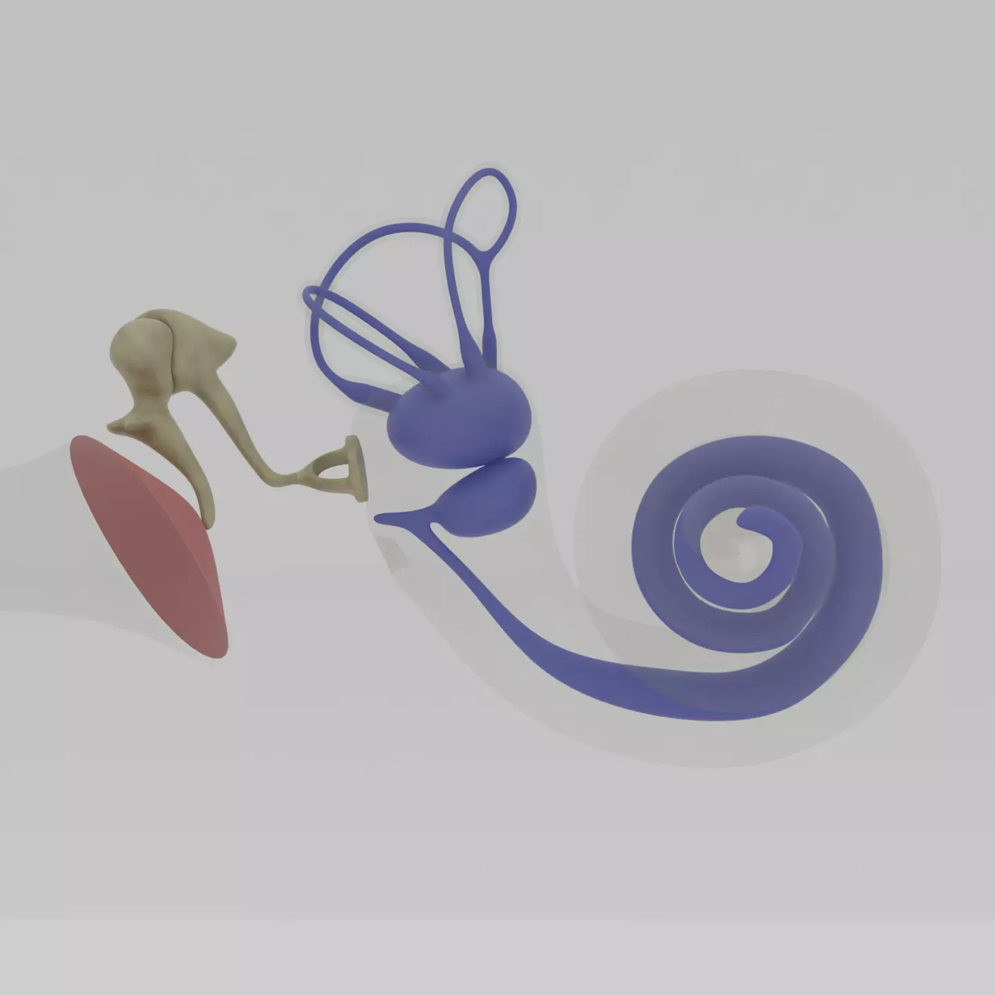 Ear anatomy Auditory and vestibular systems 3D model_0