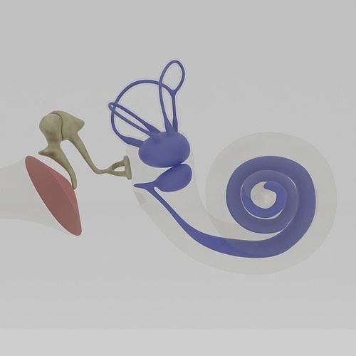 Ear anatomy Auditory and vestibular systems 3D model