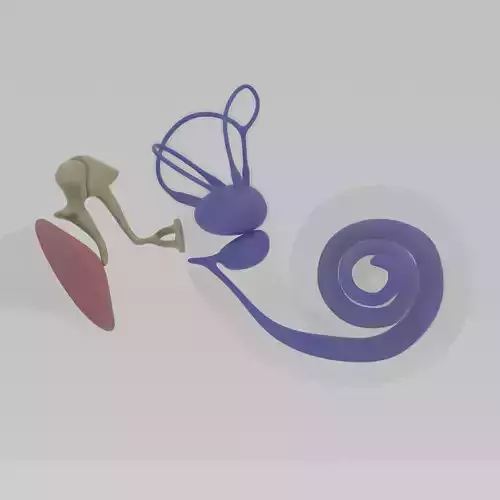 Ear anatomy Auditory and vestibular systems 3D model