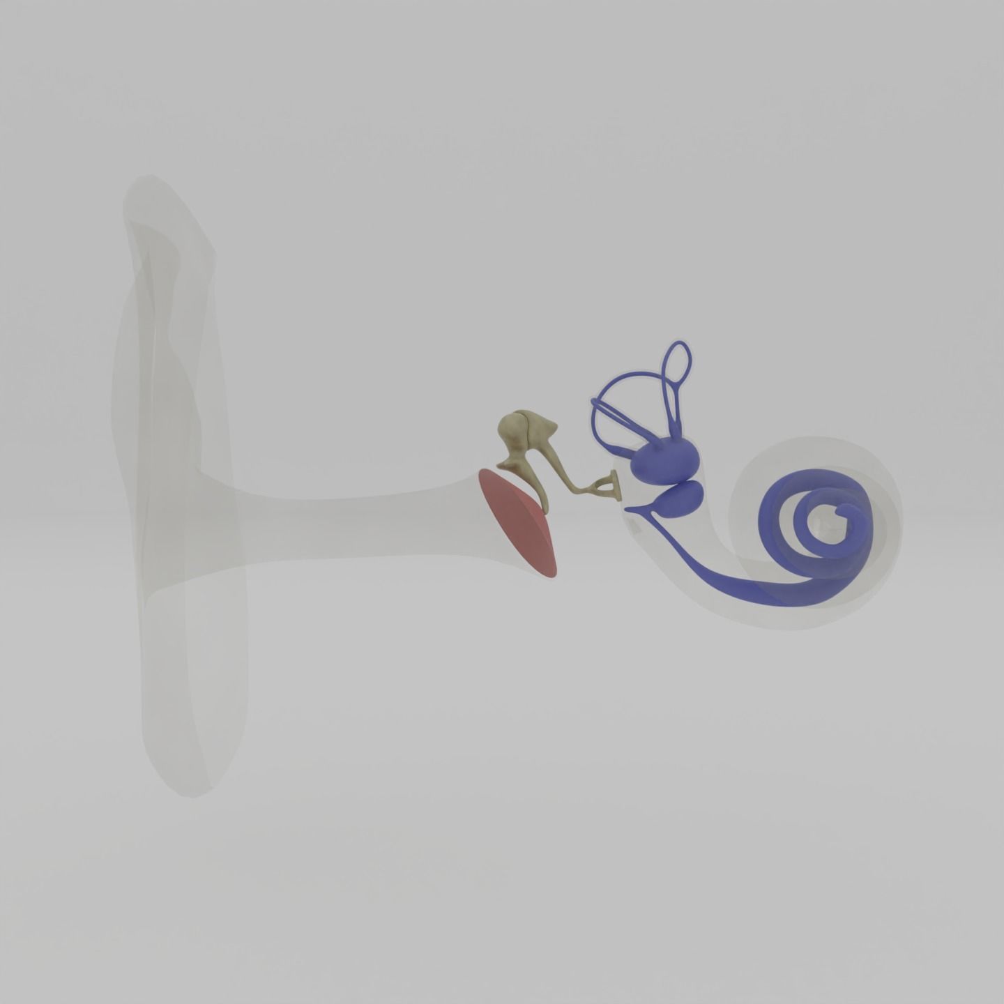 Ear anatomy Auditory and vestibular systems 3D model_5