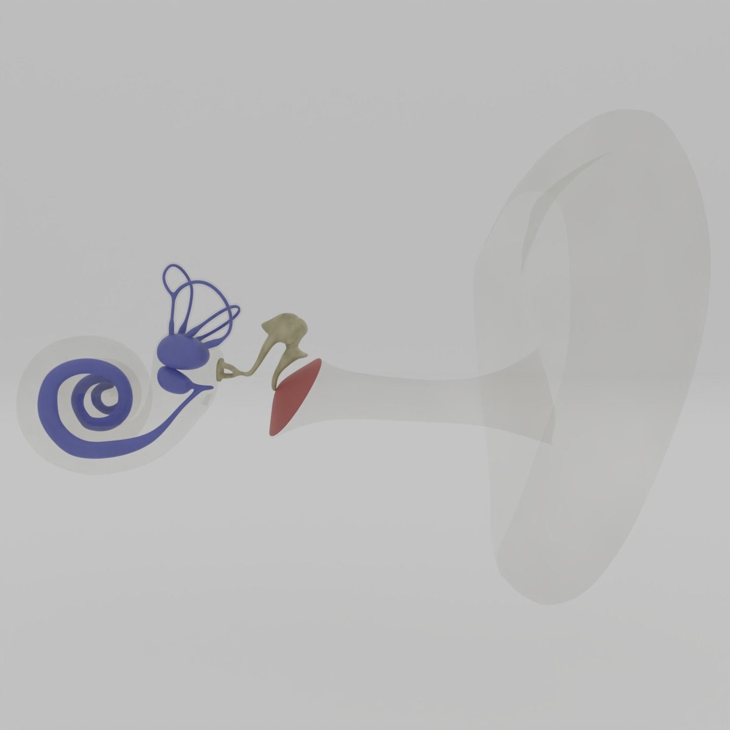 Ear anatomy Auditory and vestibular systems 3D model_10