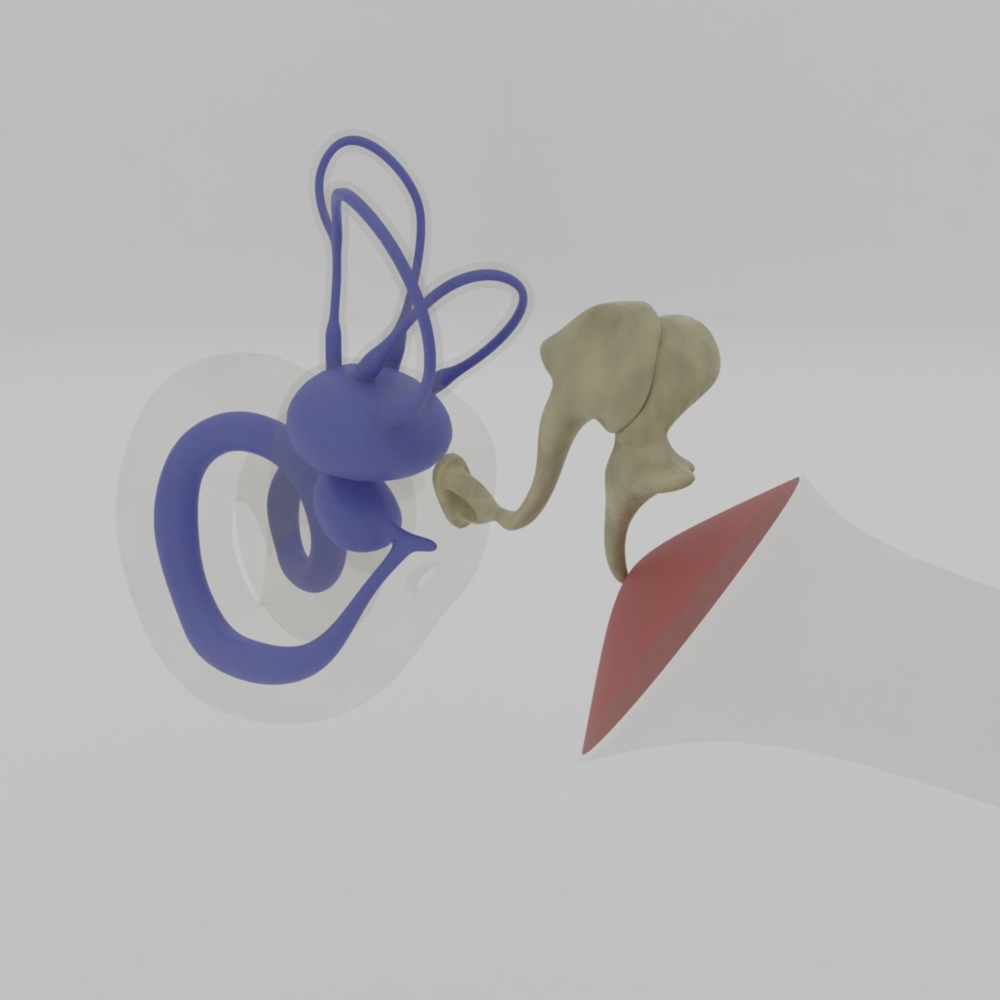 Ear anatomy Auditory and vestibular systems 3D model_7