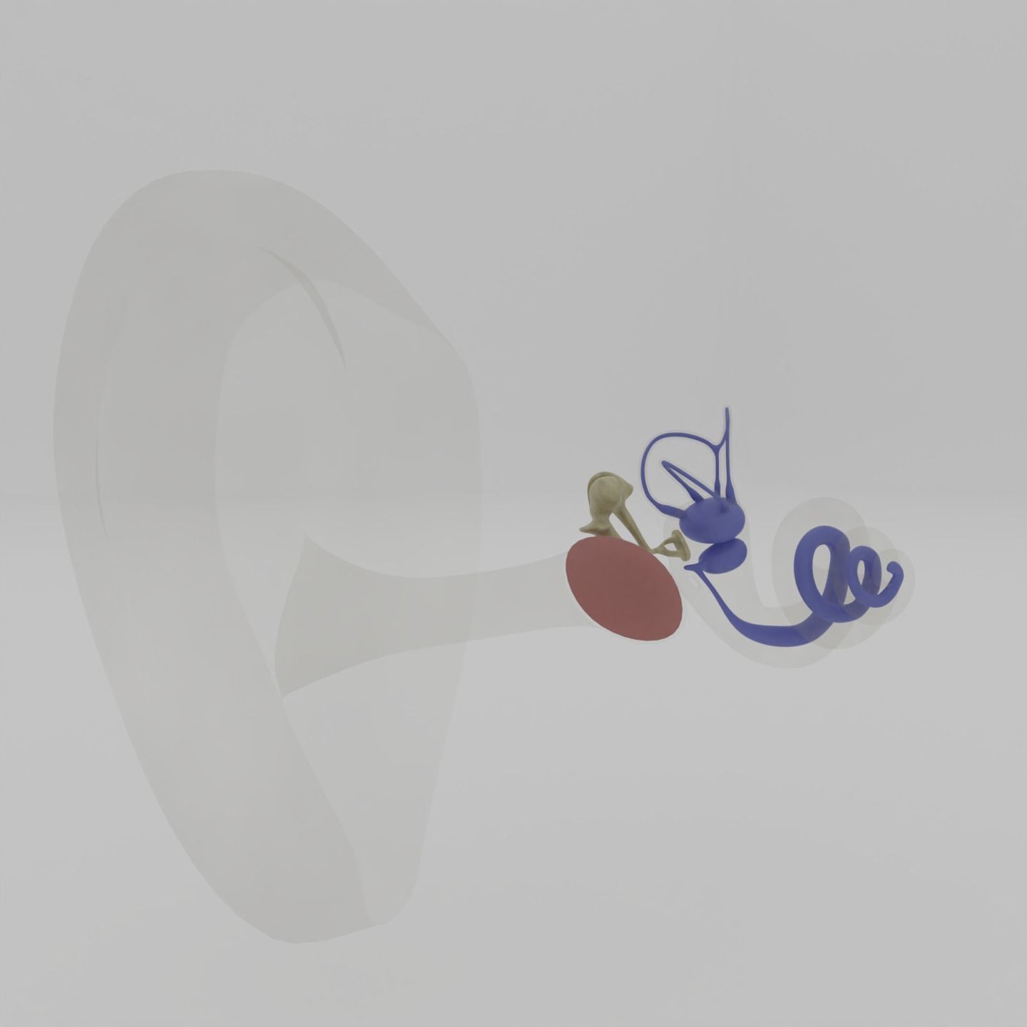 Ear anatomy Auditory and vestibular systems 3D model_6