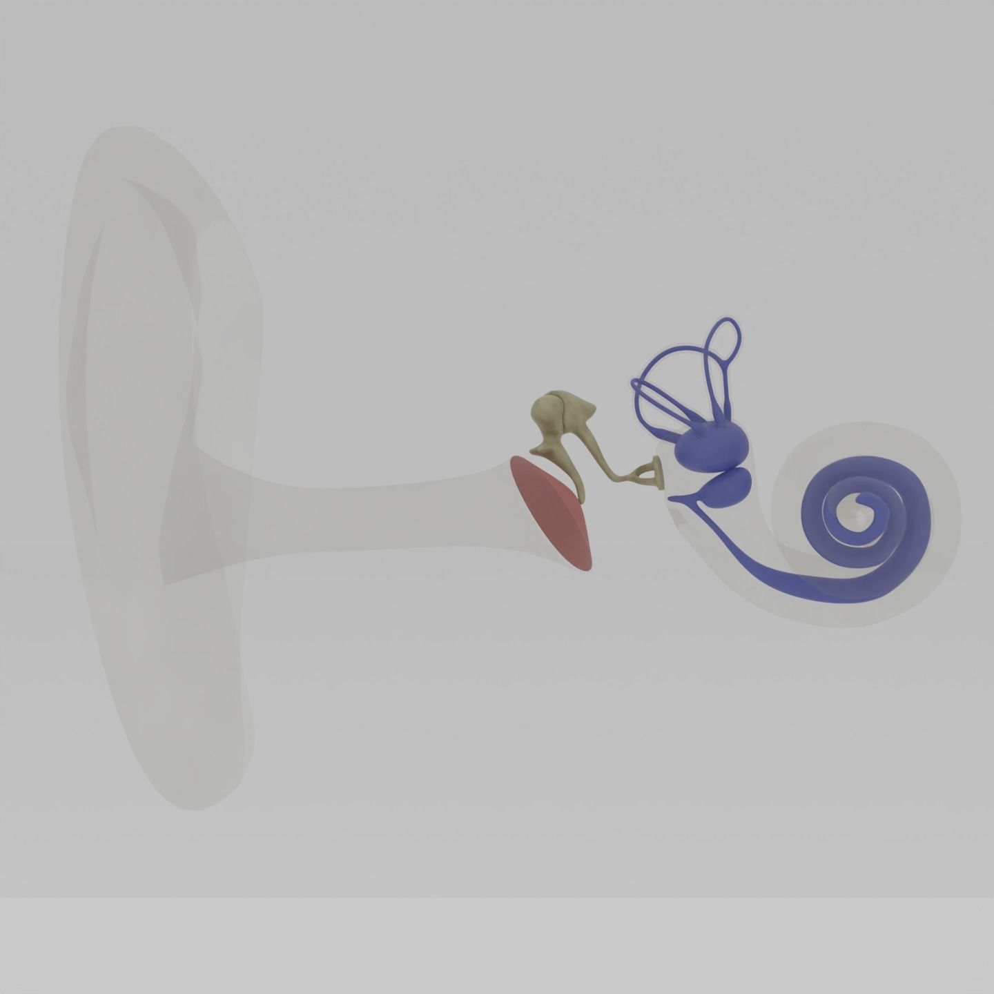 Ear anatomy Auditory and vestibular systems 3D model_1