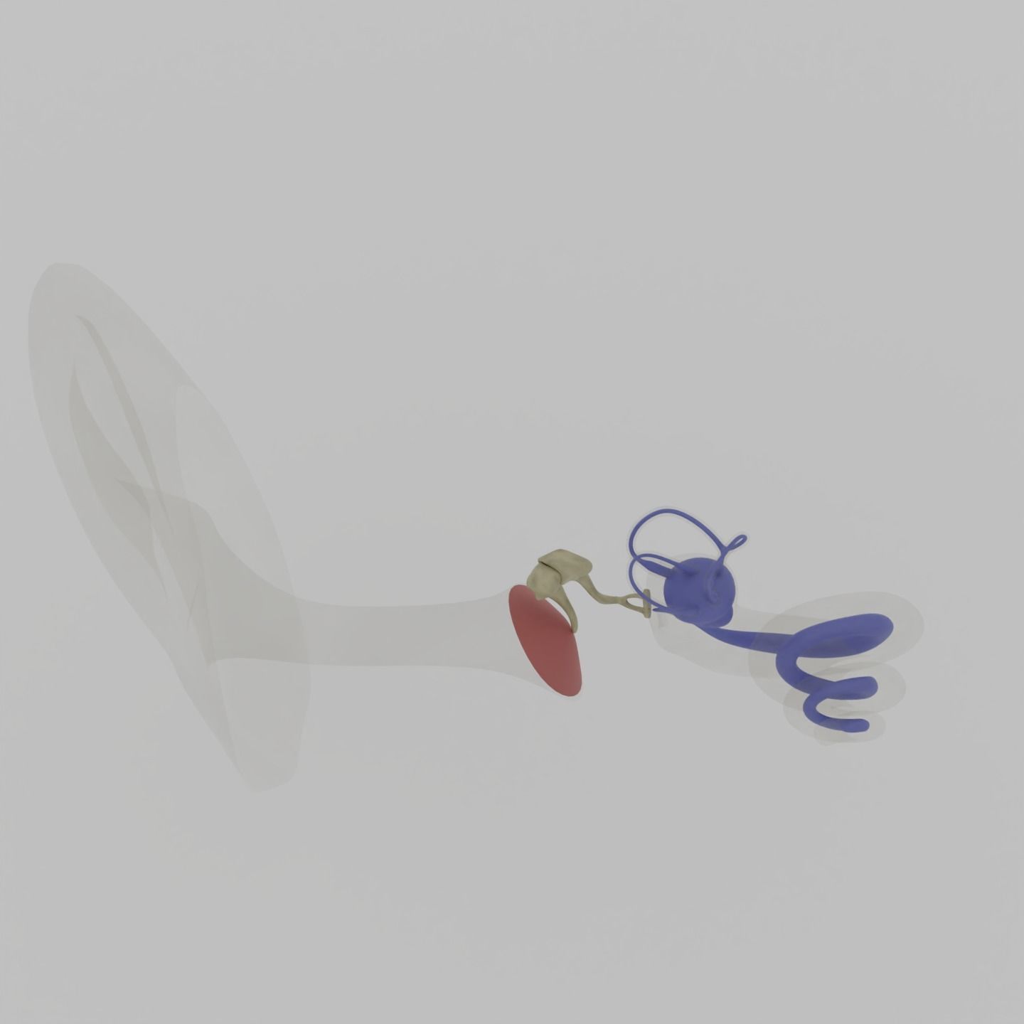Ear anatomy Auditory and vestibular systems 3D model_8