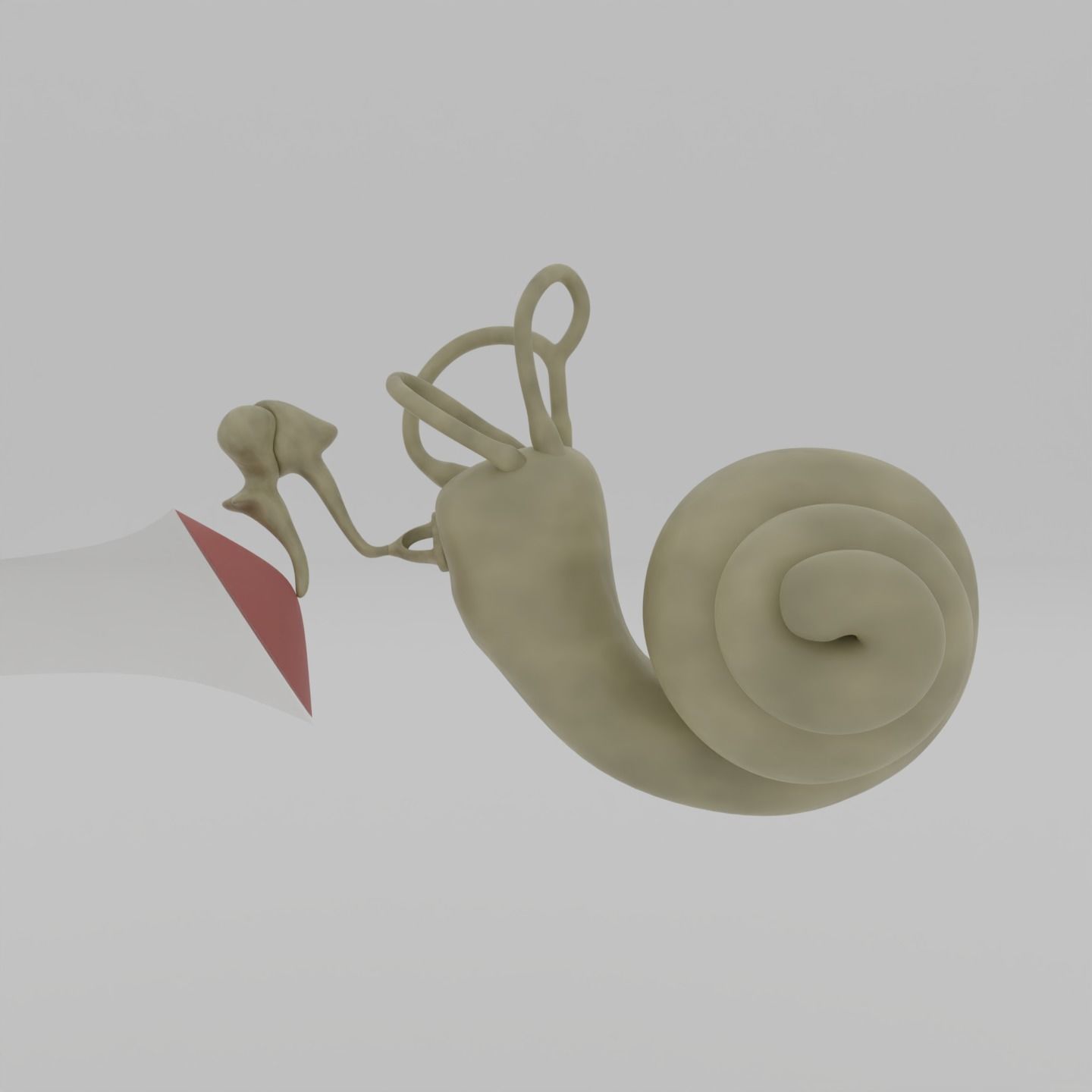 Ear anatomy Auditory and vestibular systems 3D model_4